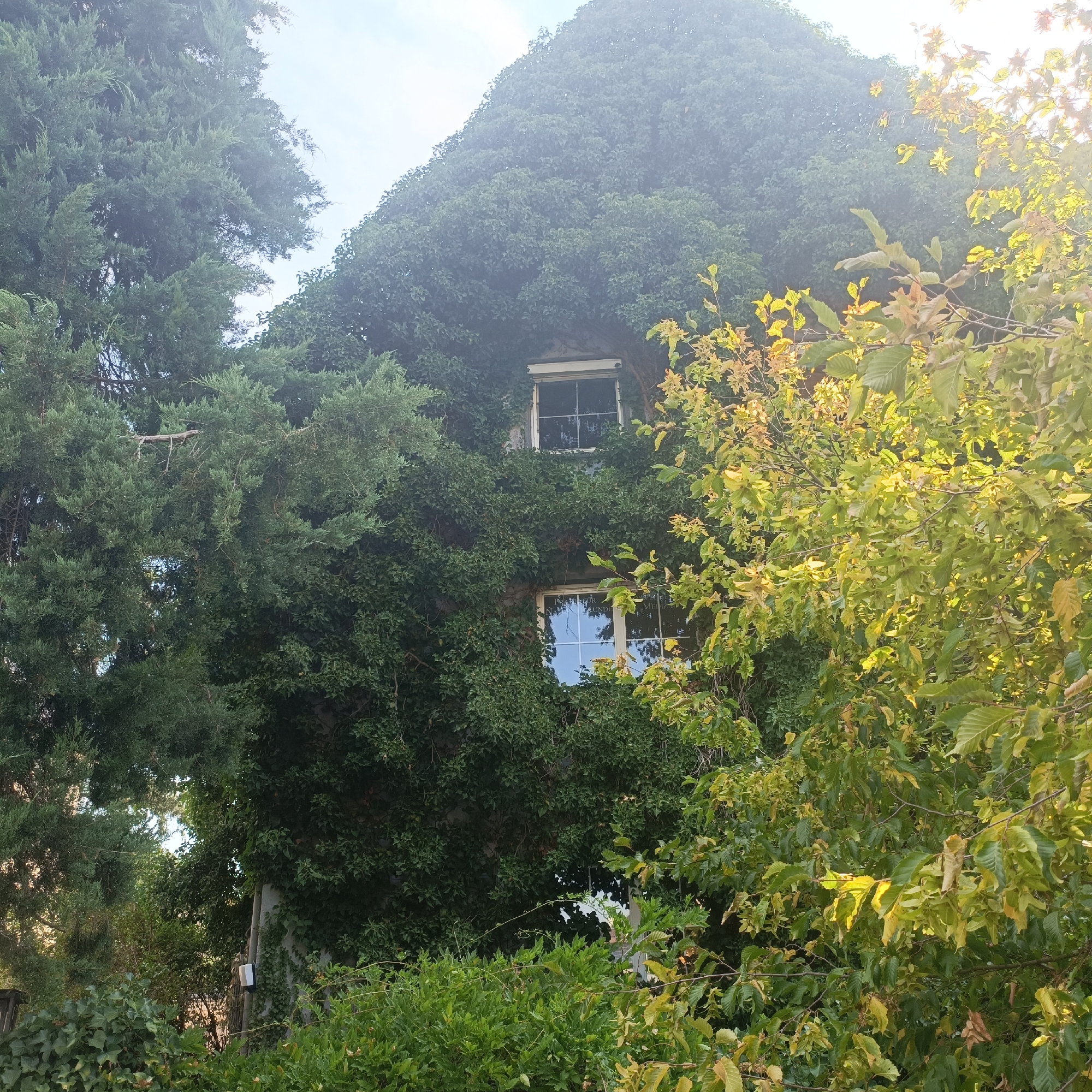 The image depicts a building facade heavily overgrown with ivy. Two windows are visible on the facade. The lower window has a reflection of the sky and trees. Sunlight filters through the leaves of trees in the foreground, casting a warm glow on the scene. The overall impression is one of a neglected or rustic building integrated into its natural surroundings. The image appears to have been taken in Rüsselsheim am Main, Germany, based on the provided context.