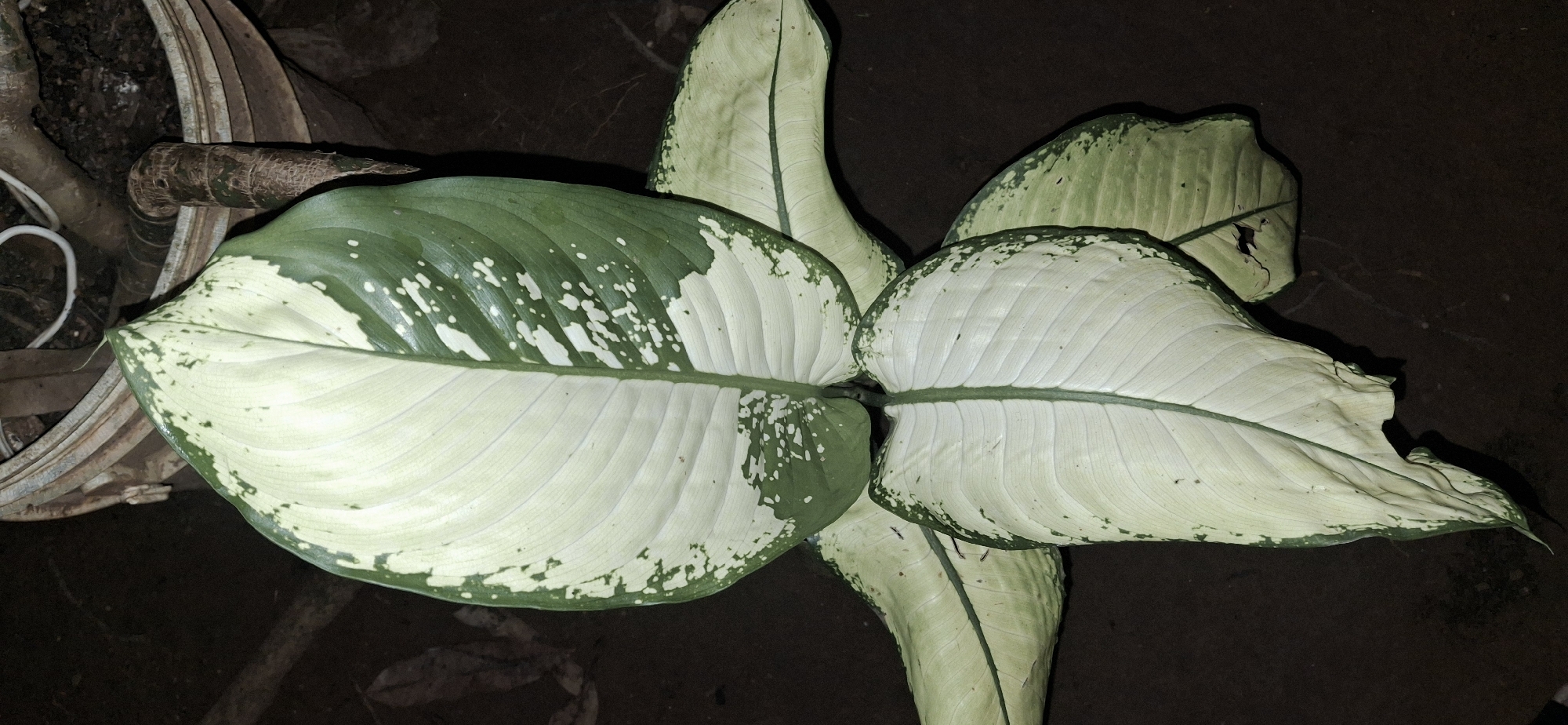 A close-up, top-down shot focuses on the variegated leaves of a Dieffenbachia plant, commonly known as Dumb Cane. The leaves are predominantly white with striking green margins and irregular splotches of green across their surface. Prominent parallel veins run the length of each leaf, dividing the white and green sections. The plant appears to be in a pot, indicated by a rustic, possibly ceramic, rim visible in the upper right corner. The background is dark and indistinct, suggesting an outdoor setting in low light conditions, possibly a garden or patio. The overall impression is of a healthy, vibrant houseplant. The image's context of Vallecito, Venezuela, implies it was taken within this geographical location.