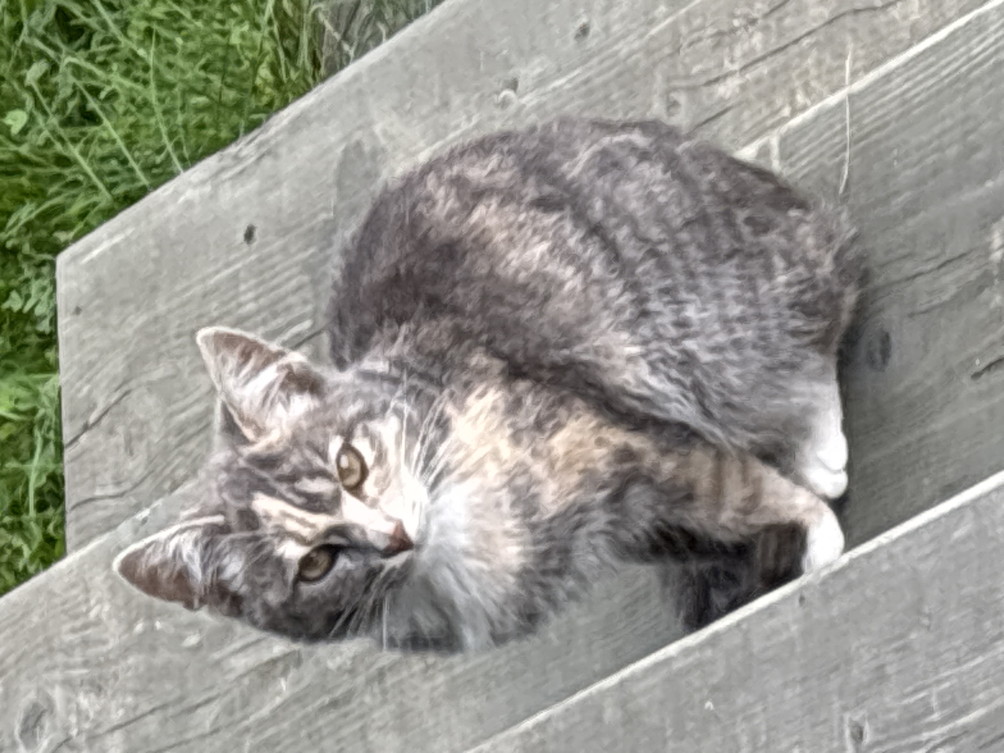 A gray and white tortoiseshell kitten sits on a wooden surface, with green grass visible in the background. The kitten is facing to the left, with its head turned slightly towards the viewer. Its fur is a mix of gray, black, and white, with distinct tabby markings on its face and legs. The kitten has large, expressive amber eyes and prominent whiskers. The wooden surface appears to be weathered, with visible grain and some discoloration. The grass in the background is lush and green, suggesting an outdoor setting. The scene is lit by natural light, creating soft shadows and highlights on the kitten and its surroundings. The location of Zvenigorod, Russia is not discernible from the image.