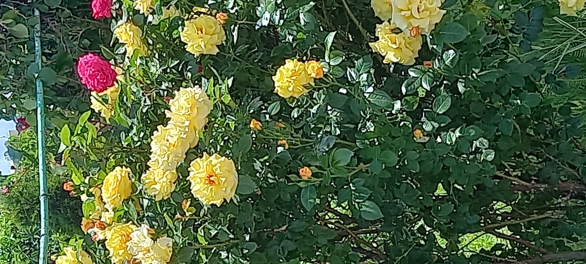 The image shows a bush of roses with predominantly yellow and a few pink flowers. The bush is dense with green leaves. The location is in an urban environment, likely Kryvyi Rih, Ukraine. There are no people visible. The scene focuses on the floral display.