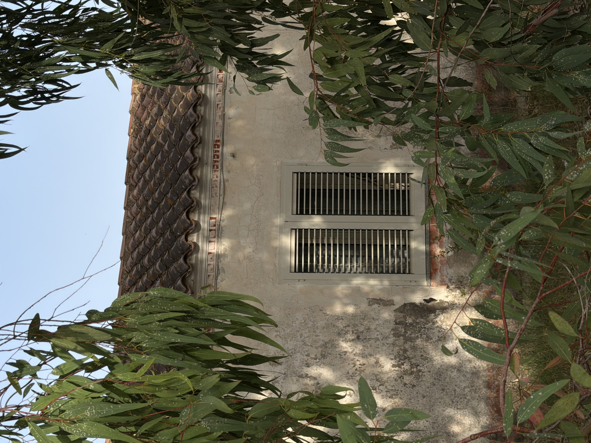 The image shows the facade of an old building, partially obscured by the branches and foliage of eucalyptus trees. The building has a tiled roof, a weathered stucco wall with areas of peeling paint, and a single window with closed white shutters. The window is framed by a brick border. The surrounding vegetation consists of tall, thin eucalyptus trees with long, slender green leaves. The ground is covered with dry grass and some scattered red bricks. The scene is outdoors, under a clear blue sky. The overall impression is one of a neglected but picturesque rural or semi-rural setting.