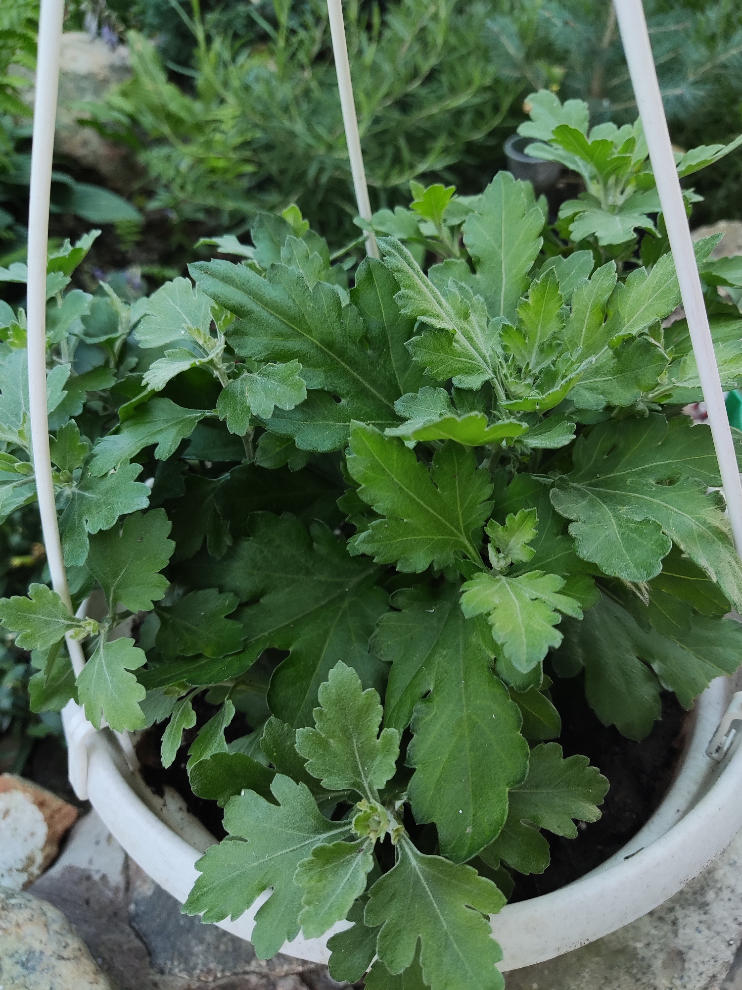 A close-up, high-angle shot captures a potted plant with lush green leaves. The plant is housed in a white pot, which sits on a surface of rocks and soil. Two white stakes are visible, supporting the plant. The background is a blur of greenery, suggesting an outdoor setting, possibly a garden or yard. The image was taken in Kryvyi Rih, Ukraine.