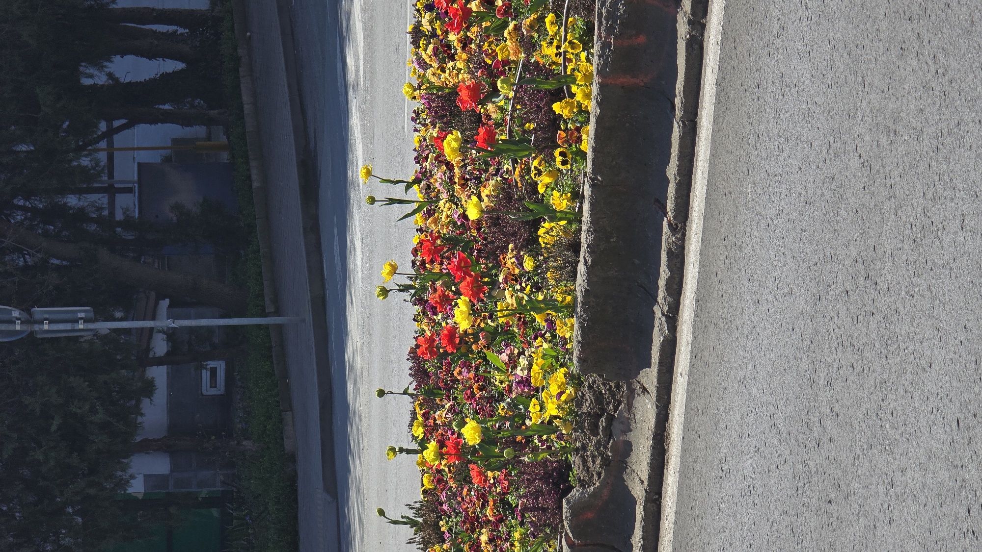 The image shows a flowerbed in Stara Zagora, Bulgaria, located between a road and a sidewalk. The flowerbed is filled with red, yellow, and purple flowers. The road is asphalt and the sidewalk is concrete. Trees and buildings are visible in the background.