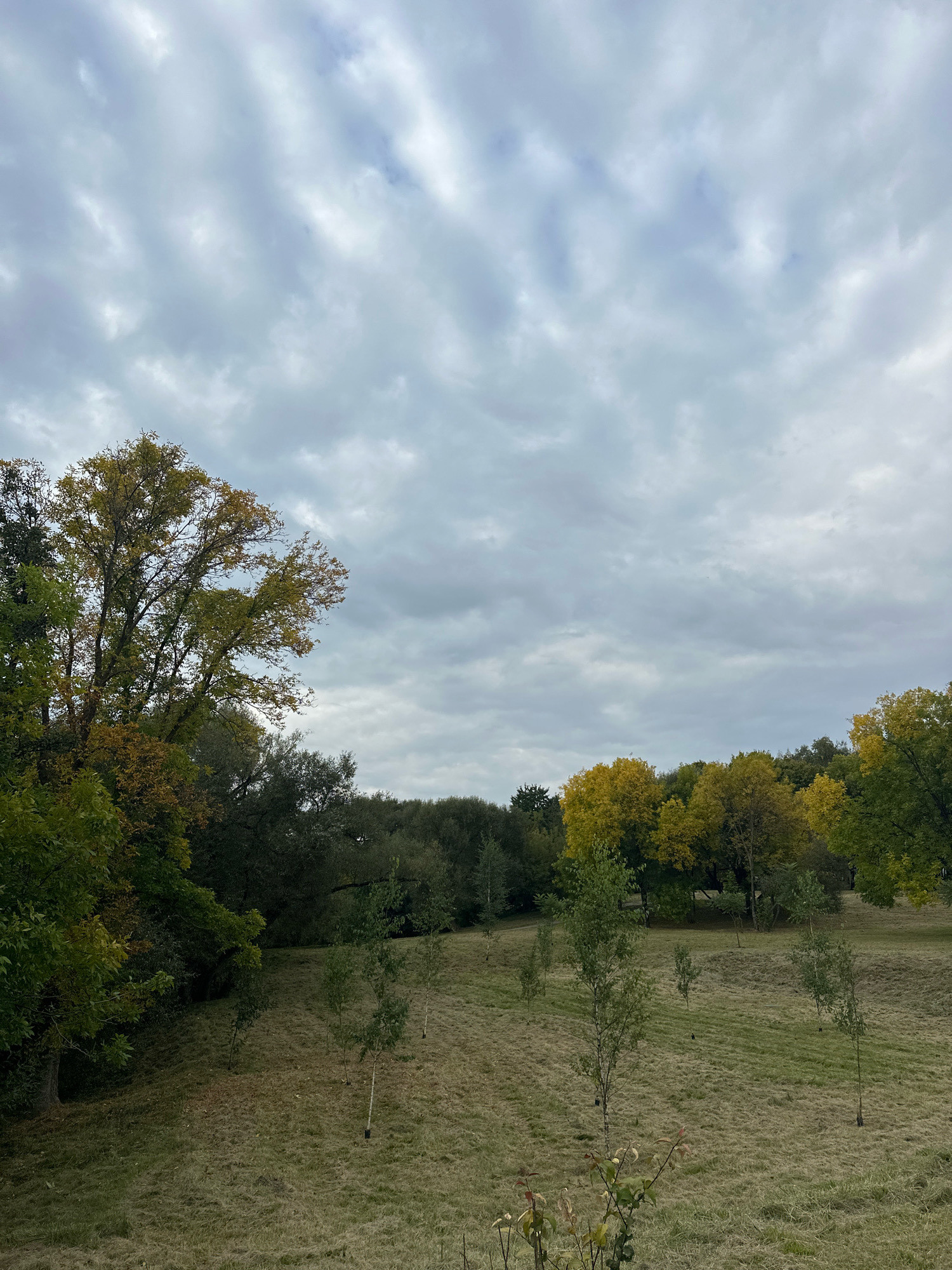The image depicts an overcast day in a park setting in Minsk, Belarus. The foreground shows a grassy slope with several young saplings planted in rows. The grass is dry and yellowish, indicating either a dry season or the beginnings of autumn. In the middle ground, a dense line of trees forms a natural boundary. These trees display a mix of green and yellow foliage, suggesting the transition to autumn colors. The background features a broader expanse of trees, with some in full yellow foliage and others still green. The sky is heavily clouded, with a uniform gray appearance. The scene conveys a sense of natural tranquility.