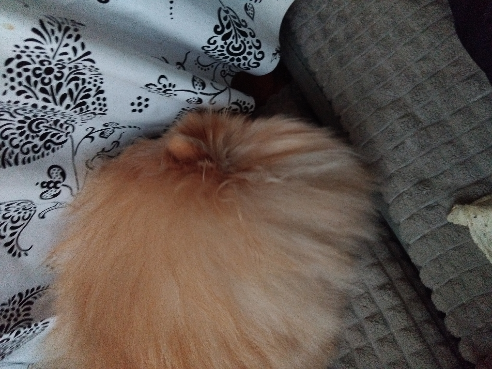 The image shows a close-up of a fluffy, orange dog's hindquarters resting on a textured gray blanket. To the left of the dog, a white fabric with a black floral pattern is visible, appearing to be a tablecloth or curtain. The scene is indoors and does not provide any specific information about the location in Apriltsi, Bulgaria.