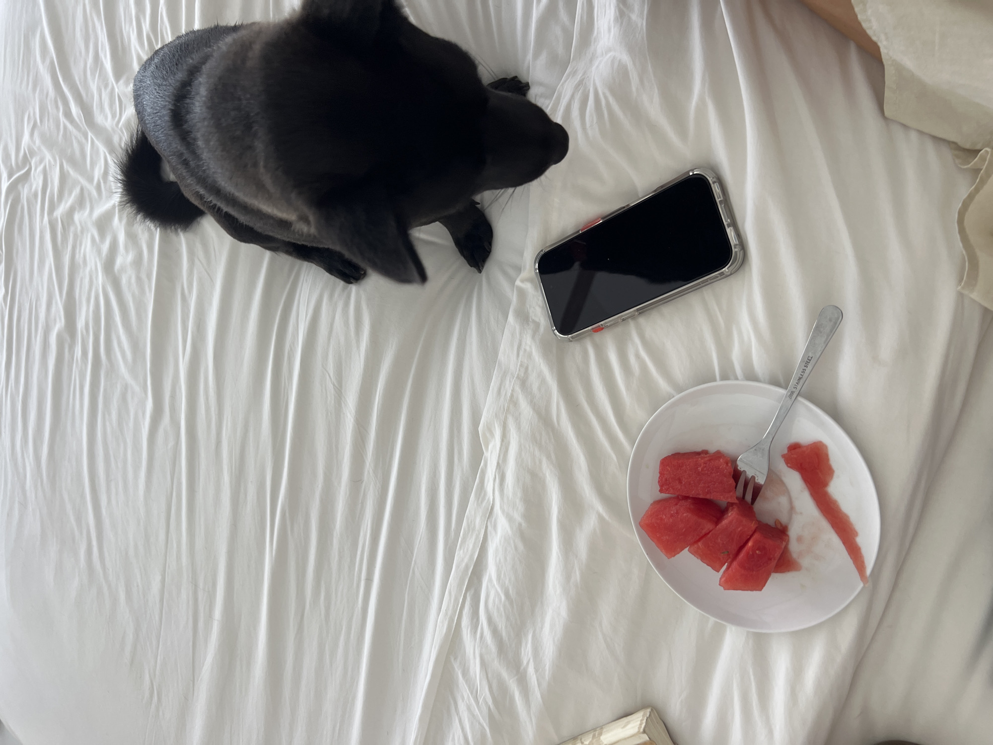 A high-angle shot shows a rumpled white bed with a black dog, a phone, and a plate of cut watermelon. The dog is in the upper left quadrant of the image, facing right. A phone is to the right of the dog. A white plate with several cut pieces of watermelon and a fork are in the lower right quadrant. The bed is unmade. The location is unknown.
