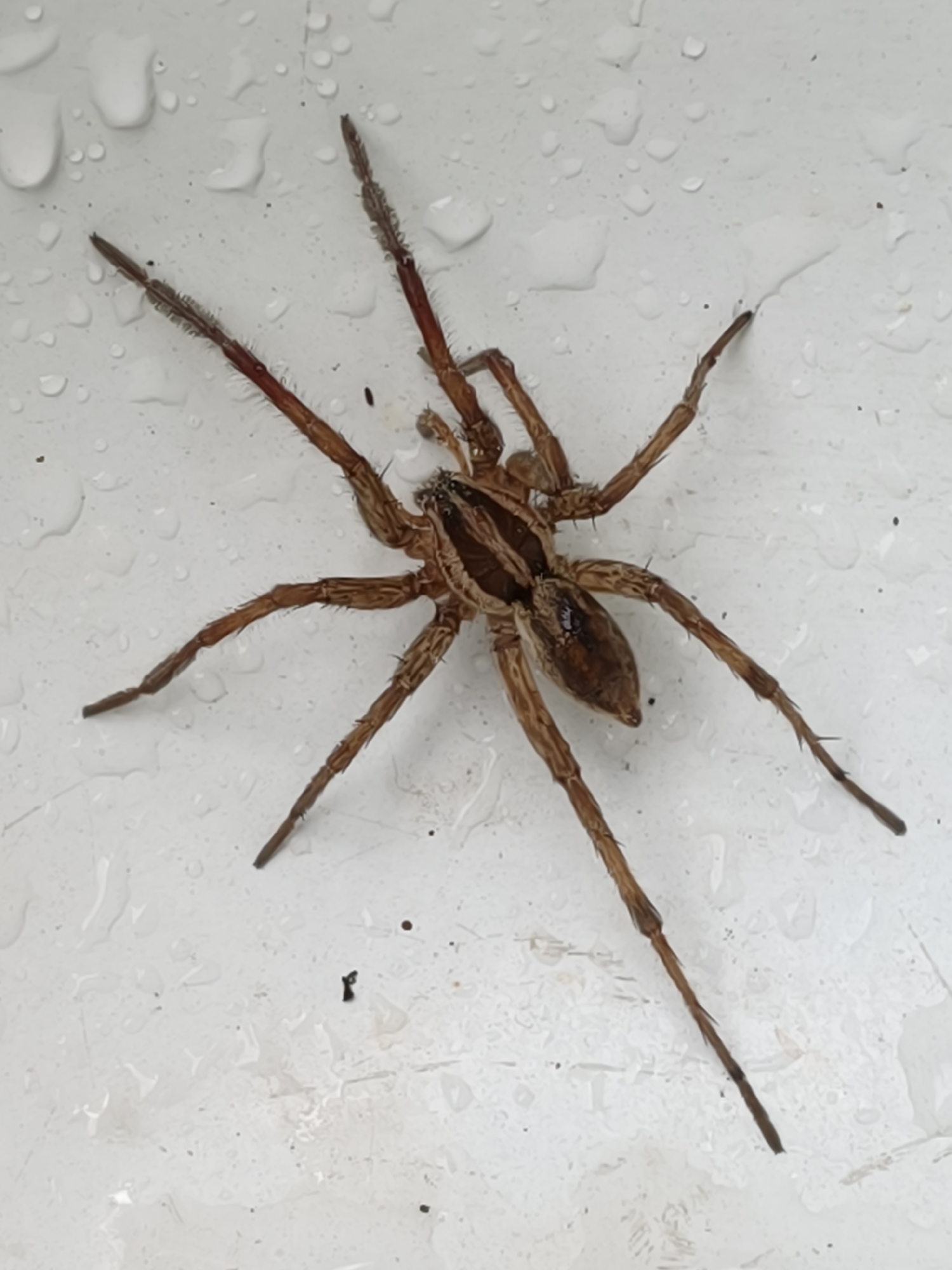 A wolf spider, identified as belonging to the Lycosidae family, is captured in a close-up, overhead shot on a white, speckled surface with scattered water droplets. The spider, predominantly brown with darker markings on its abdomen and cephalothorax, displays eight long, segmented legs covered in fine hairs, some of which appear reddish. Its body is elongated, with a distinct cephalothorax and a smaller, pointed abdomen. The spider is positioned centrally, with its legs splayed outwards, suggesting it is either stationary or in the process of moving. The surrounding environment is a textured, white surface, likely a man-made material such as plastic or painted metal, exhibiting a slightly uneven texture and the presence of numerous clear, circular water droplets of varying sizes. The lighting appears to be overcast, as there are no strong shadows cast by the spider or the droplets. There are no people, other animals, or identifiable structures visible in the frame. The image does not provide any specific geographical or contextual information related to Poltavka, Ukraine.