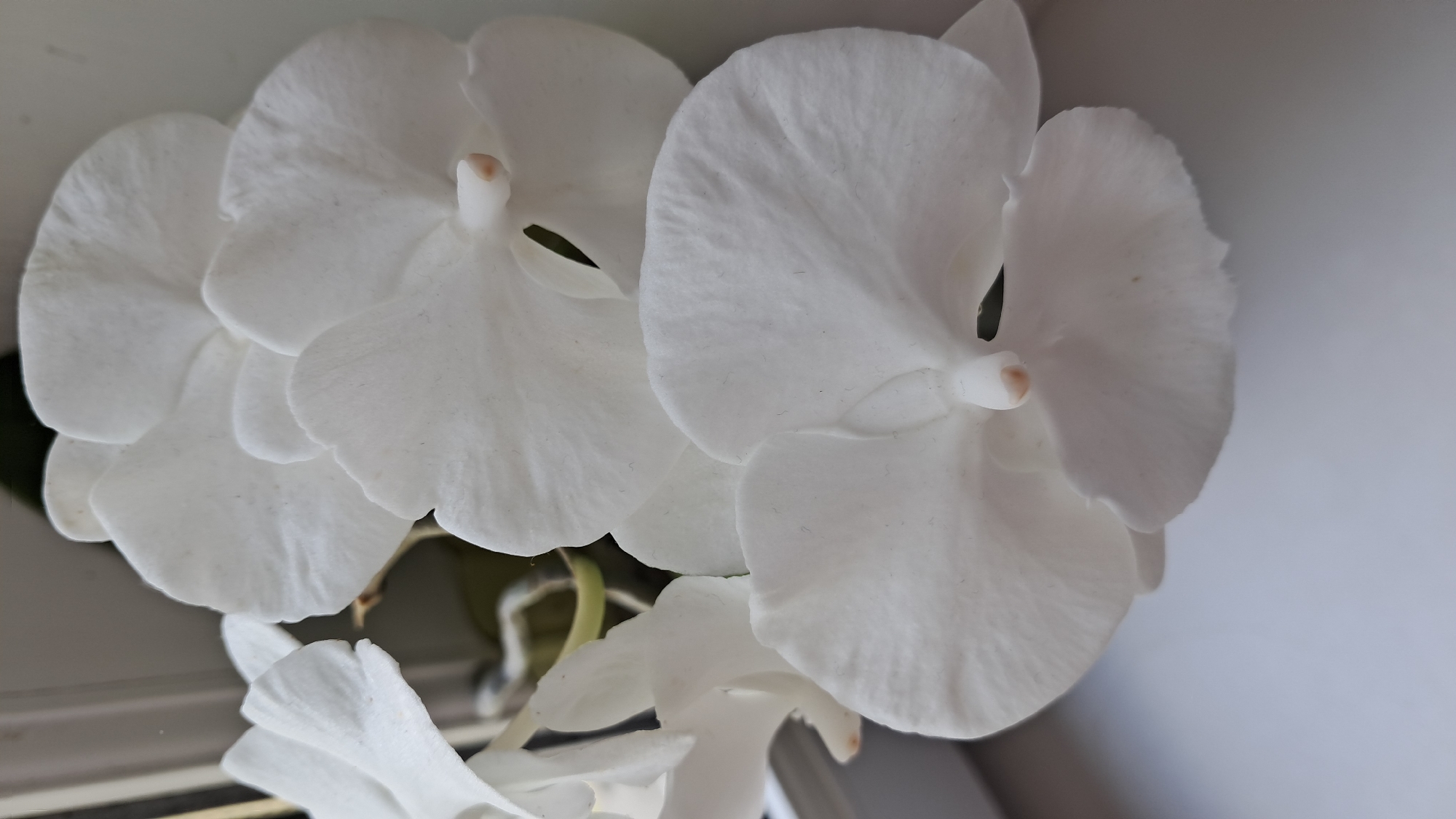 A close-up, eye-level shot shows a cluster of white orchid flowers. The flowers are in varying stages of bloom, with some fully open and others partially closed. The petals are delicate and translucent, with subtle veins visible. The lighting is soft and diffused, highlighting the texture of the petals. The background is blurred, but appears to be a windowsill with a slightly out-of-focus window frame on the left. The overall impression is one of natural beauty and tranquility.