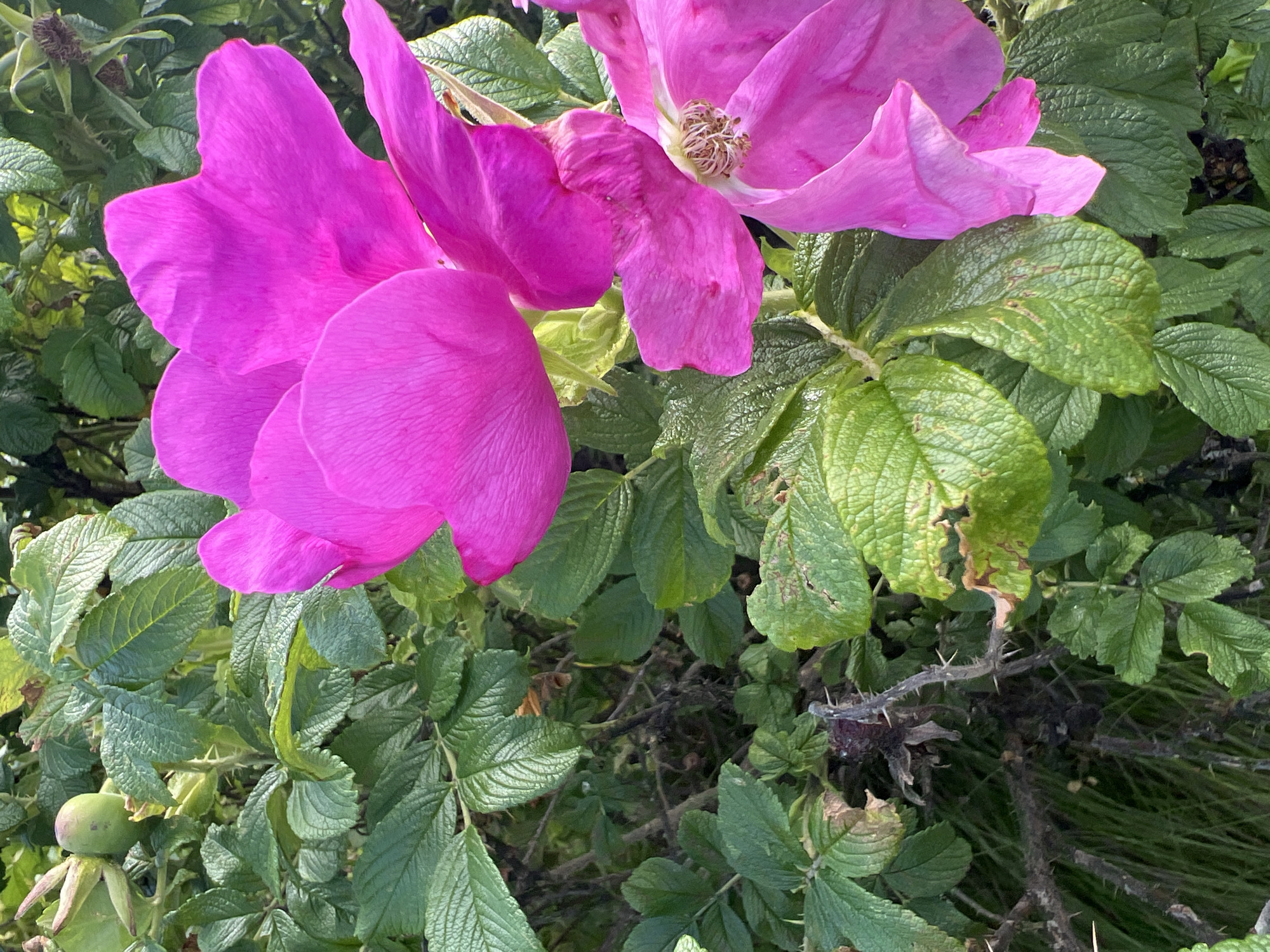 A close-up, eye-level shot features two vibrant pink rose blossoms and their surrounding green foliage. The flowers, with their delicate, layered petals, are the primary subjects. In the background, various green leaves create a lush, natural setting. One of the flowers is in full bloom, its petals unfurled, while the other appears slightly wilted. A small, green, unripe fruit is visible amongst the leaves on the left side of the frame. The scene is an outdoor environment, likely a garden or park, with the foliage suggesting a temperate climate. No people or actions are depicted. The image appears to be taken in Minsk, Belarus.