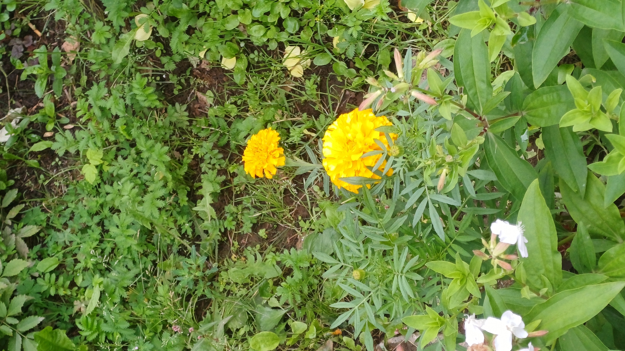 In Izhevsk, Russia, two vibrant yellow marigolds are the focal point of this image, nestled amongst a lush green ground cover of various plants and grasses. The marigolds, one larger and more prominent in the foreground, and the other smaller and slightly further back, display their fully bloomed, ruffled petals. The surrounding foliage is dense and varied, with some plants featuring delicate, feathery leaves, while others have broader, simpler ones. In the lower left quadrant, a cluster of small white flowers, possibly also marigolds or a similar species, adds a touch of contrast to the scene. The ground beneath the vegetation appears to be dark soil, suggesting an outdoor garden or natural setting. The lighting indicates it is daytime, with no strong shadows visible. There are no people or animals present in the frame.