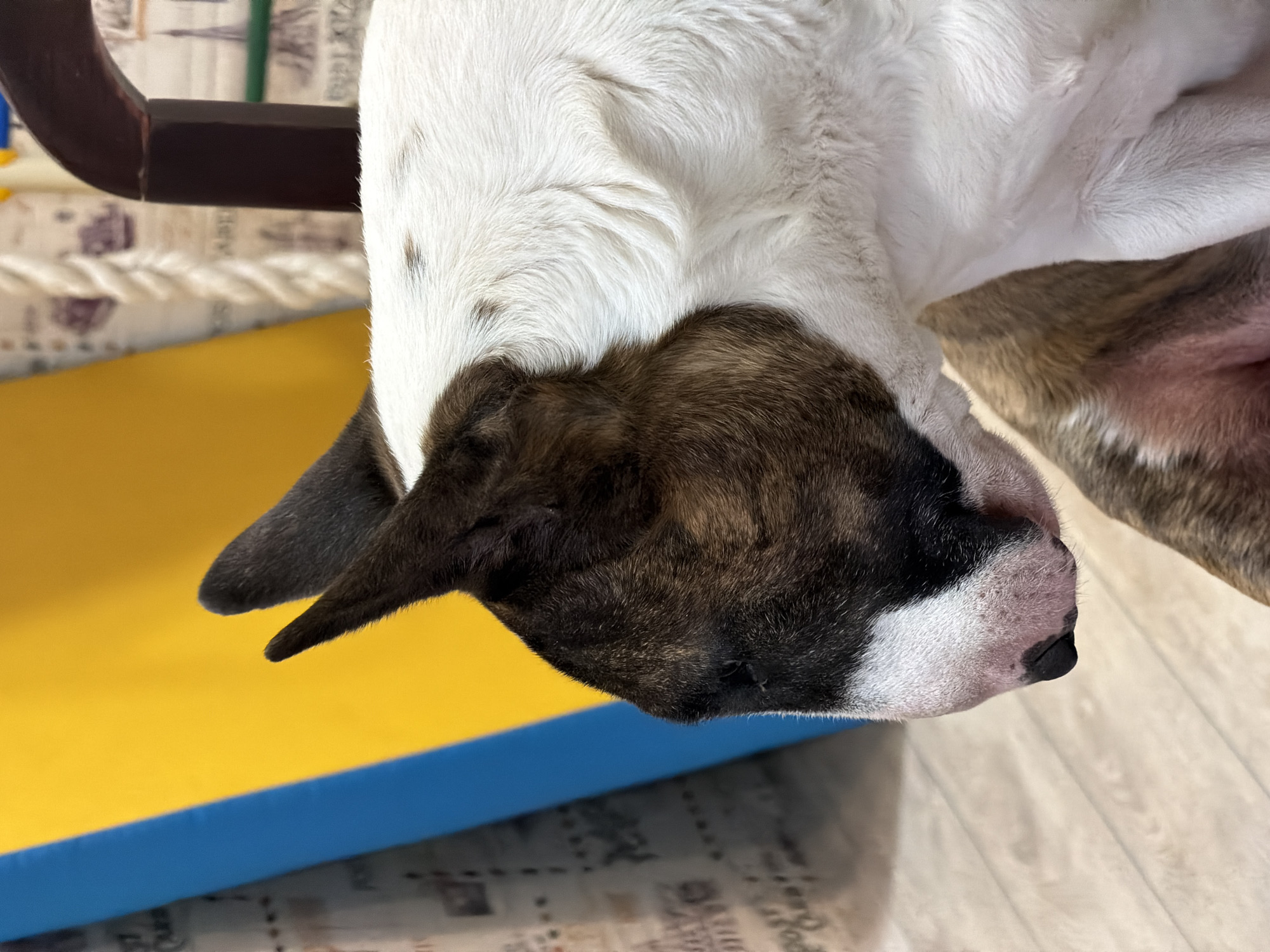 The image shows a close-up of a white and brown Bull Terrier dog's head, positioned upside down in the frame. The dog's head appears to be resting on a blue and yellow soft surface. The background includes a wooden floor with a patterned design, a brown and silver rope, and a dark brown structure of unknown origin. The image was taken indoors. There is no direct evidence indicating the location is in Chaikovsky, Russia.