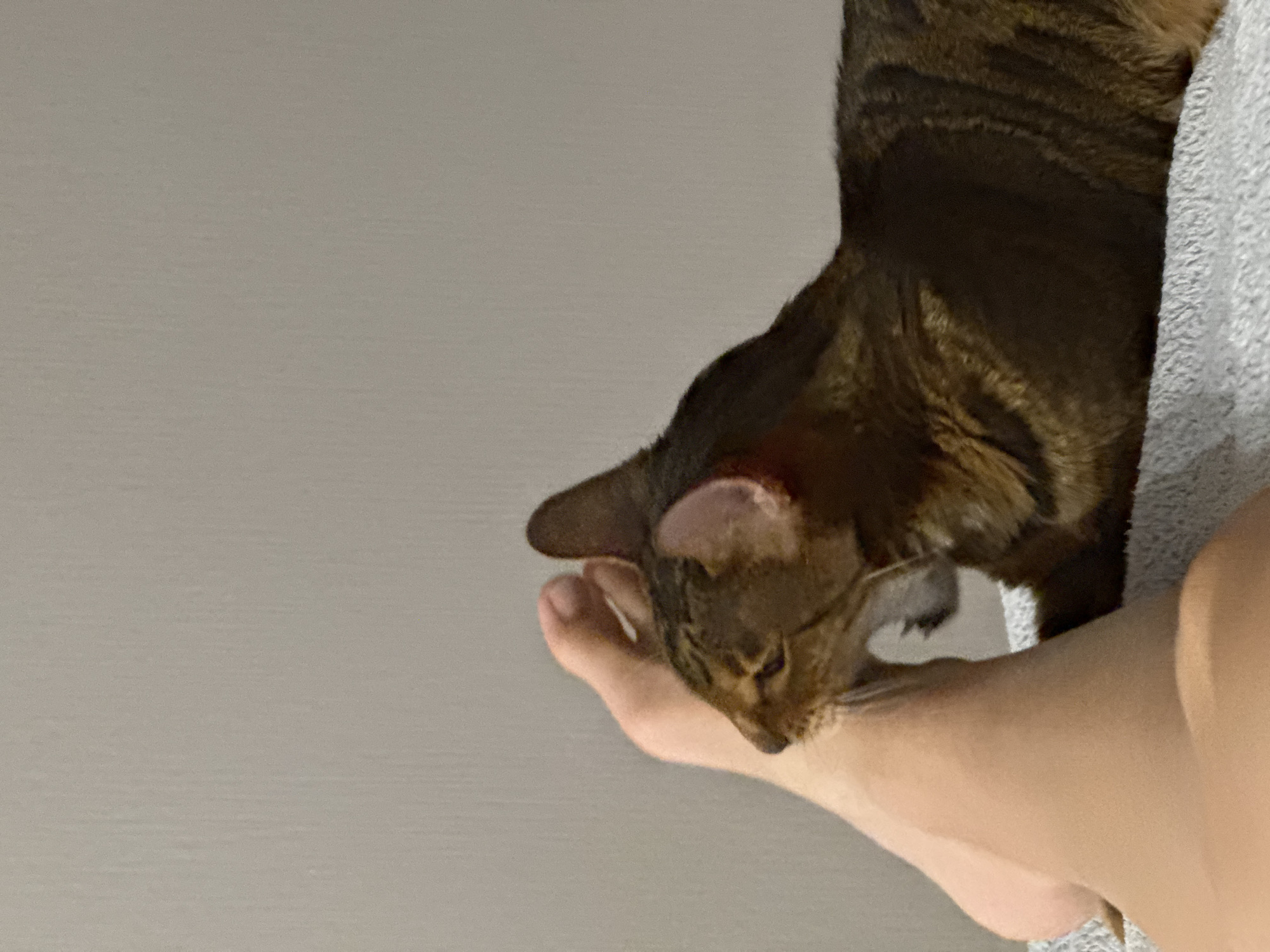 A close-up shot depicts a brown tabby cat near a human foot. The cat is positioned adjacent to the foot, appearing to engage with it. The foot and part of a human leg are visible, with a section of a grey towel situated nearby. The background is a plain, greyish wall.