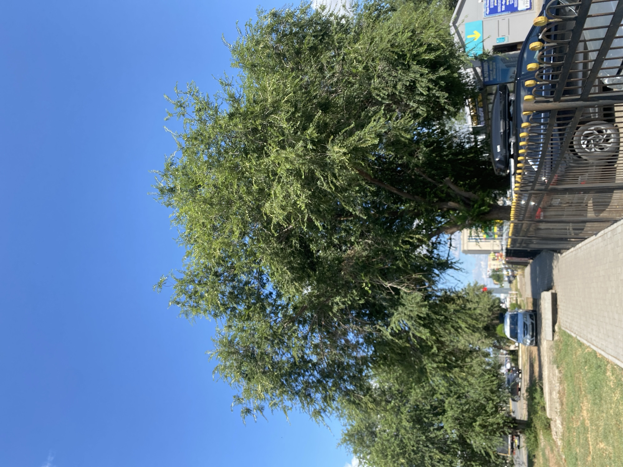 The image depicts a scene on a sunny day in Oral, Kazakhstan, along a street lined with trees. A paved sidewalk runs along the right side of the image, bordered by a black metal fence with yellow decorative elements. To the left of the sidewalk is a patch of grass and then a road with some parked cars.
In the foreground, a dark-colored SUV with a black roof box is parked behind the fence. Further down the road, a silver sedan is visible. Several large trees with dense green foliage dominate the middle ground, casting shadows. Beyond the trees, buildings and streetlights can be seen, indicating an urban environment. The sky is a clear, bright blue with a few wispy white clouds. The overall impression is one of a typical street scene in a city on a warm day.