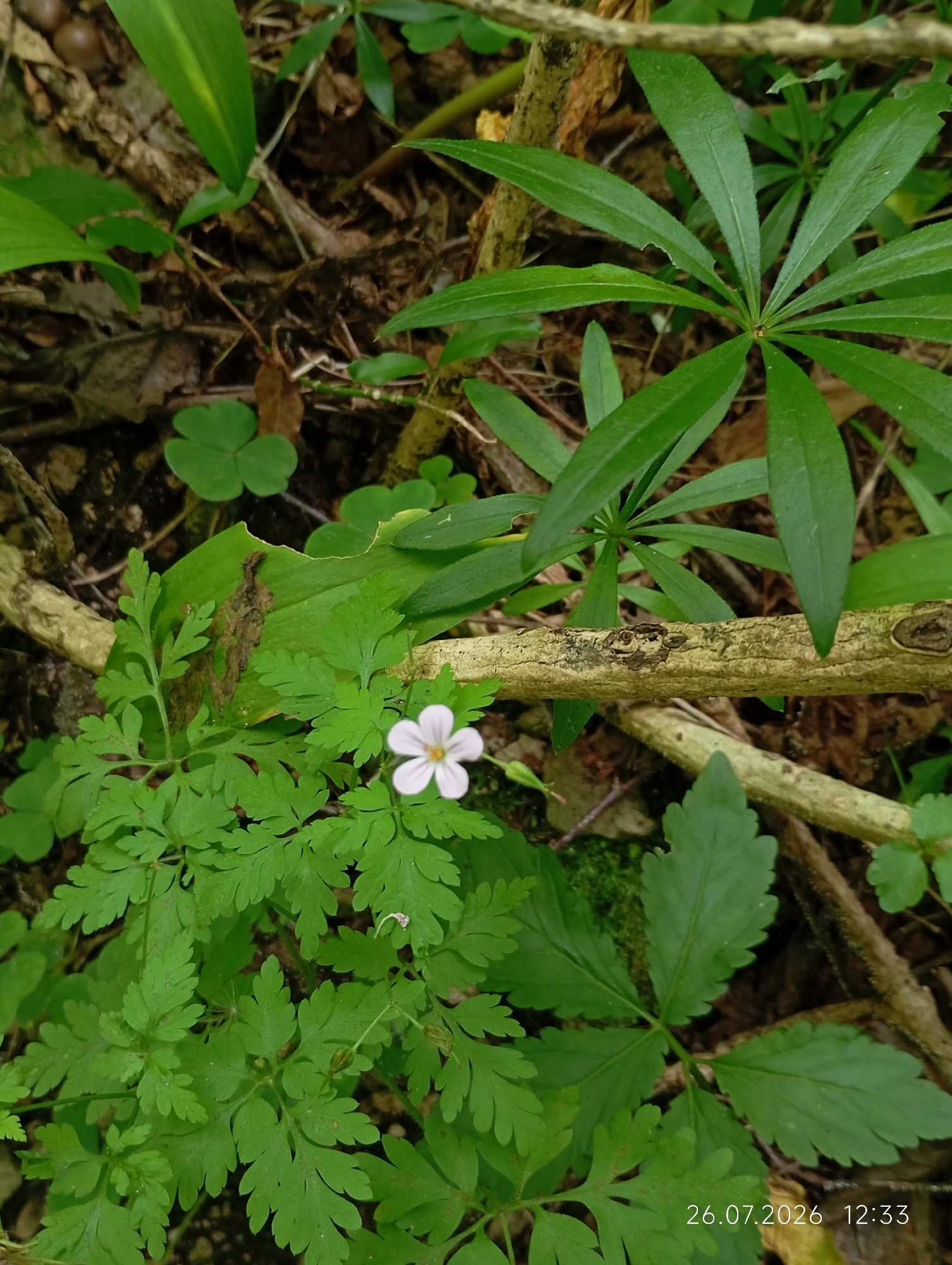 The image depicts a close-up, eye-level view of a forest floor in an unidentifiable location within an unknown city. The scene is dominated by lush green foliage and decaying organic matter, suggesting a natural, undisturbed environment. In the foreground, a delicate white flower with five petals is in bloom, set against a backdrop of intricately veined green leaves and fern-like fronds. A light-colored, weathered branch extends diagonally across the frame, partially obscuring some of the vegetation. The ground cover consists of dark soil, dried leaves, and scattered twigs. In the upper left portion of the image, a cluster of small, brown objects, possibly nuts or seeds, are visible among the leaves. Three clover-like leaves are present to the left of the branch. The lighting suggests an overcast day or a shaded area within the forest. The image is dated and time-stamped as 26.07.2026 12:33 in the bottom right corner. No people or animals are present in the scene, and no discernible structures or man-made objects are visible other than the timestamp.
