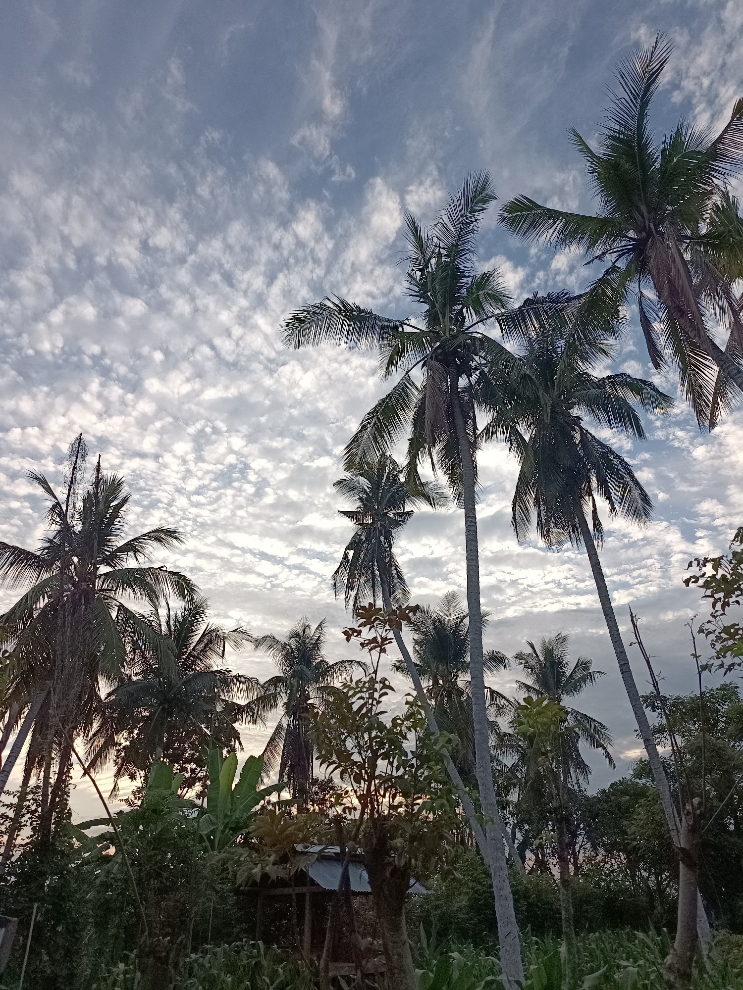In Meunasah Raya, Indonesia, a low-angle perspective captures a dense cluster of palm trees silhouetted against a sky filled with scattered, fluffy white clouds. The sky transitions from a pale blue near the horizon to a darker grey at the top. The palm trees, with their slender trunks and frond-laden tops, dominate the frame, some leaning at angles. In the lower portion of the image, lush green vegetation, including banana leaves and other tropical plants, creates a dense undergrowth. A small, dilapidated structure with a corrugated metal roof is partially visible amidst the foliage, suggesting a rural or semi-rural setting. The lighting indicates either early morning or late afternoon.