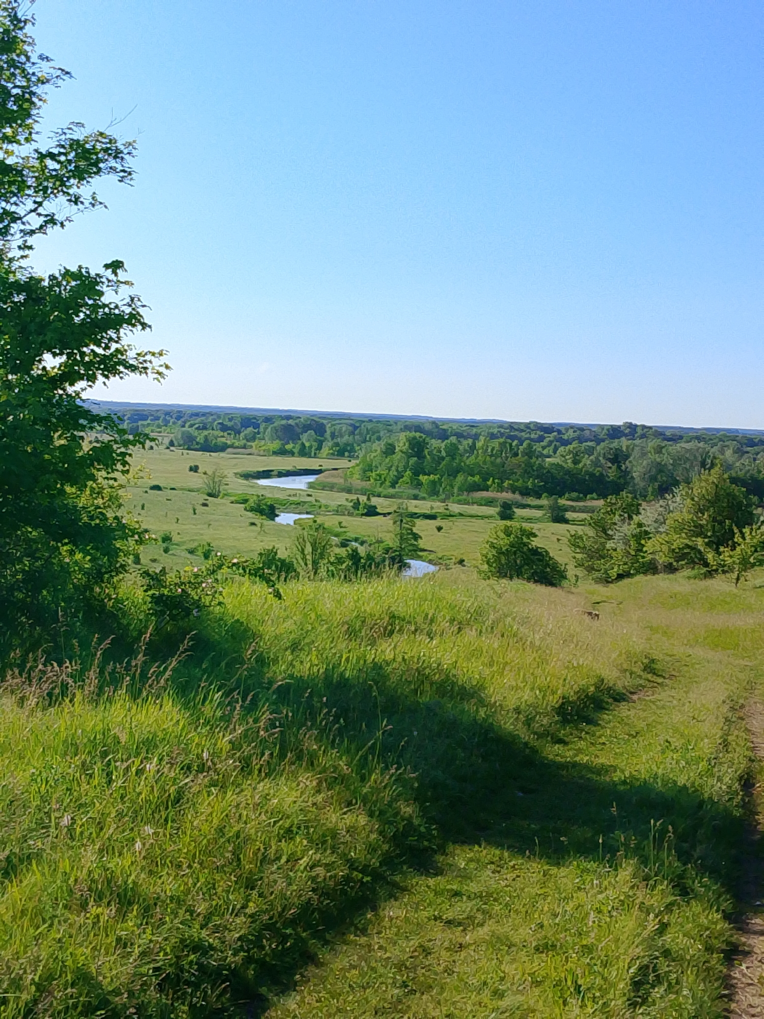 The image presents a landscape view featuring a meandering river or stream flowing through a green valley under a clear, blue sky. Lush green vegetation covers the foreground, including tall grass and trees. In the distance, a dense forest borders the valley. The absence of any visible human presence suggests a rural or natural environment. The location is indeterminate.