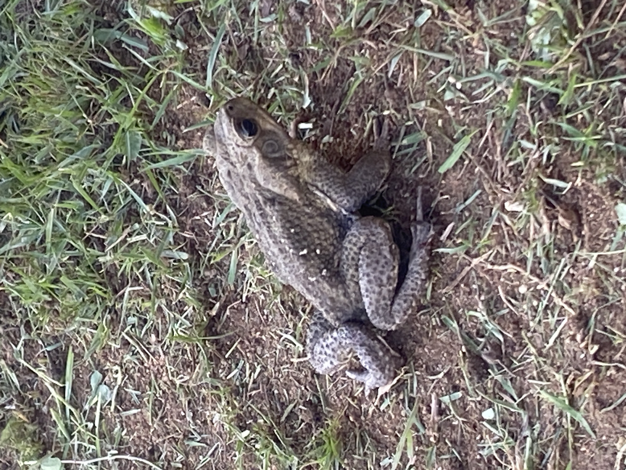 A toad is seen on the ground. The ground is covered in dirt and grass. The toad is brown and has black spots. It is sitting down with its legs tucked under it. The toad is in the city of Tinaquillo, Venezuela.