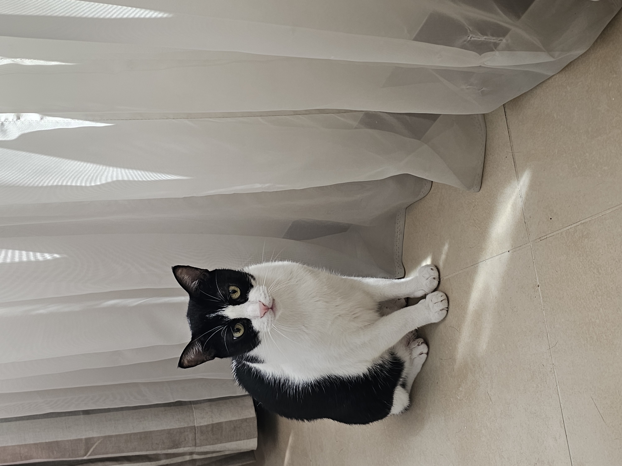 A black and white tuxedo cat sits on a tiled floor in front of sheer white curtains. The cat is looking directly at the camera with a neutral expression, its head tilted slightly. Sunlight streams through the curtains, creating striped shadows on the floor and the cat's fur. In the background, a striped curtain can be seen on the left. The scene appears to be indoors, likely in a residential setting within Manama, Bahrain, given the lighting and typical indoor decor.