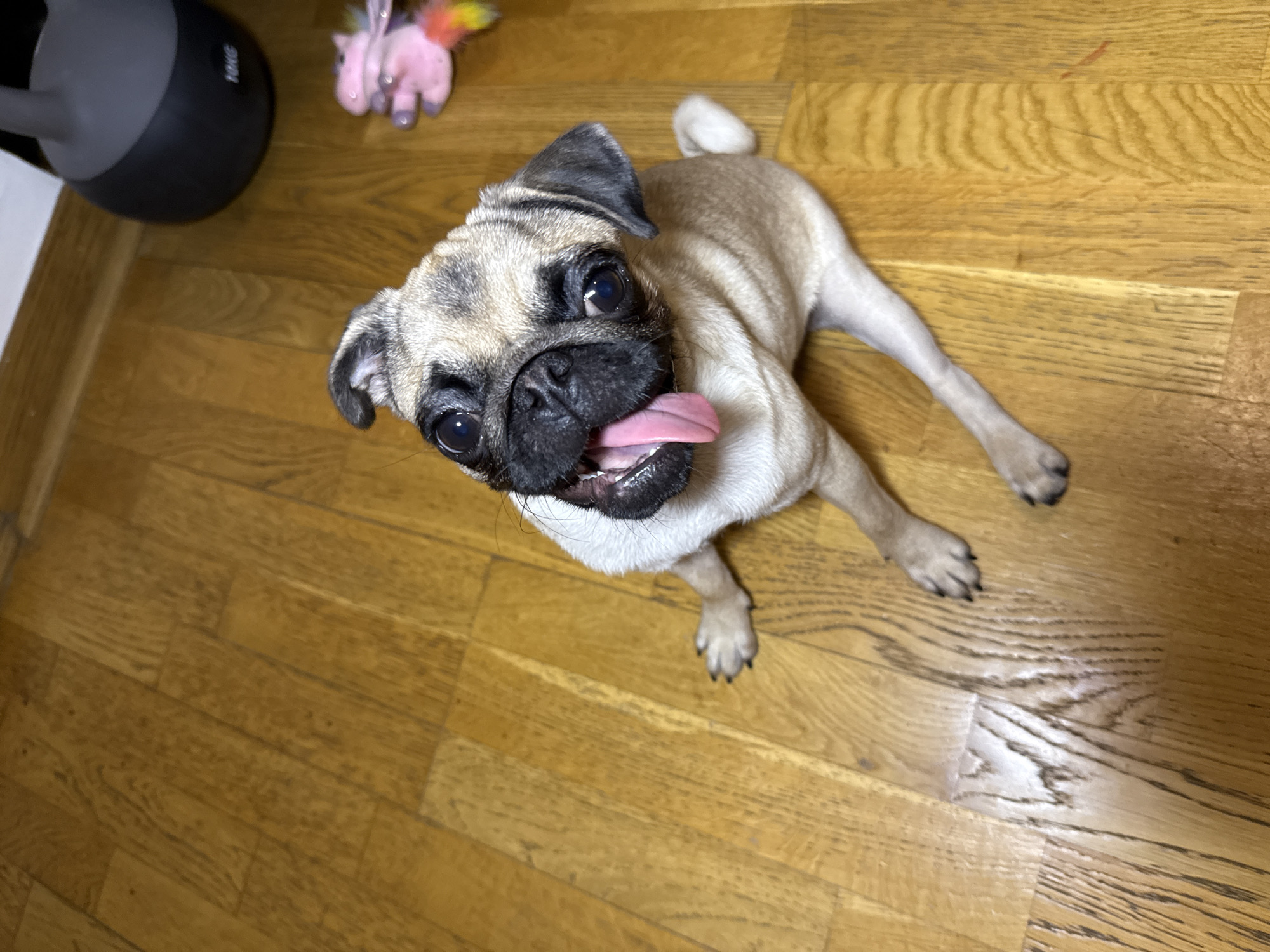 An overhead, eye-level shot shows a fawn pug sitting on a wood floor. The dog is looking up at the camera, with its tongue hanging out of its mouth. The pug has a black muzzle, ears, and eyebrows. Its eyes are wide and dark. The pug's tail is curled over its back. In the background, a black kettlebell and a pink toy unicorn are visible. The lighting is dim, creating a warm atmosphere. The floor is made of wooden planks with visible grain.