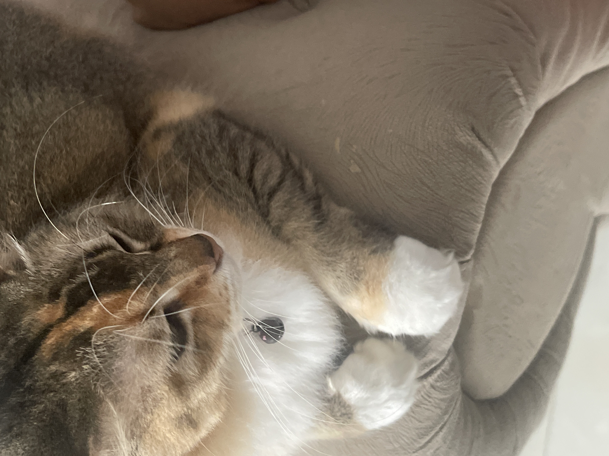 An overhead close-up shot shows a calico cat with white paws, a white chest, and a gray, brown, and orange patterned coat. The cat is resting on a textured, light brown cushion, with its head tilted down and eyes closed. A small, dark pendant hangs from a thin collar around the cat's neck. The background is out of focus and appears to be a light-colored surface.