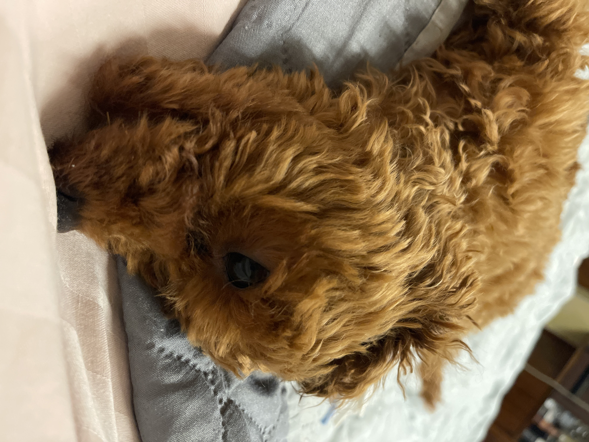 A close-up, eye-level shot shows a small, reddish-brown poodle puppy lying on a bed. The puppy is mostly obscured by its curly fur, but one dark eye is visible. The bed appears to have a textured, light-colored comforter and a grey pillow or blanket. The background is blurred but suggests an indoor setting with furniture. The image was taken in Sofia, Bulgaria.