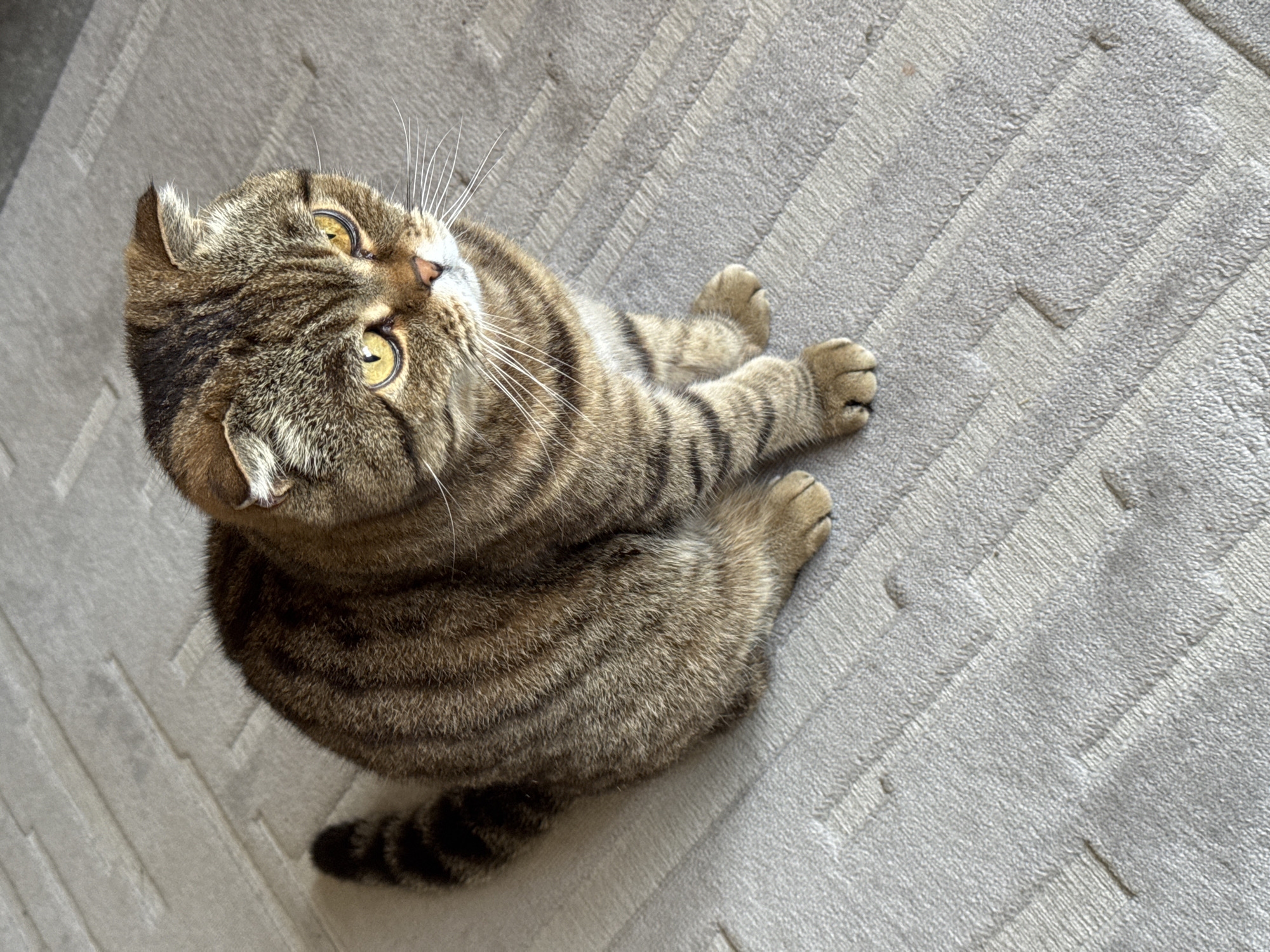 A Scottish Fold cat with tabby markings and bright yellow eyes sits on a light grey carpet with a textured geometric pattern. The cat is facing to the right of the frame, with its body partially turned towards the viewer. Its folded ears are characteristic of the breed. The tail is visible curled to the left, showing dark rings. The background is a continuation of the carpet, with no other objects or people present. The lighting appears to be natural, coming from above and to the right. The image does not contain any information indicating its location in Soloneshnoye, Russia.