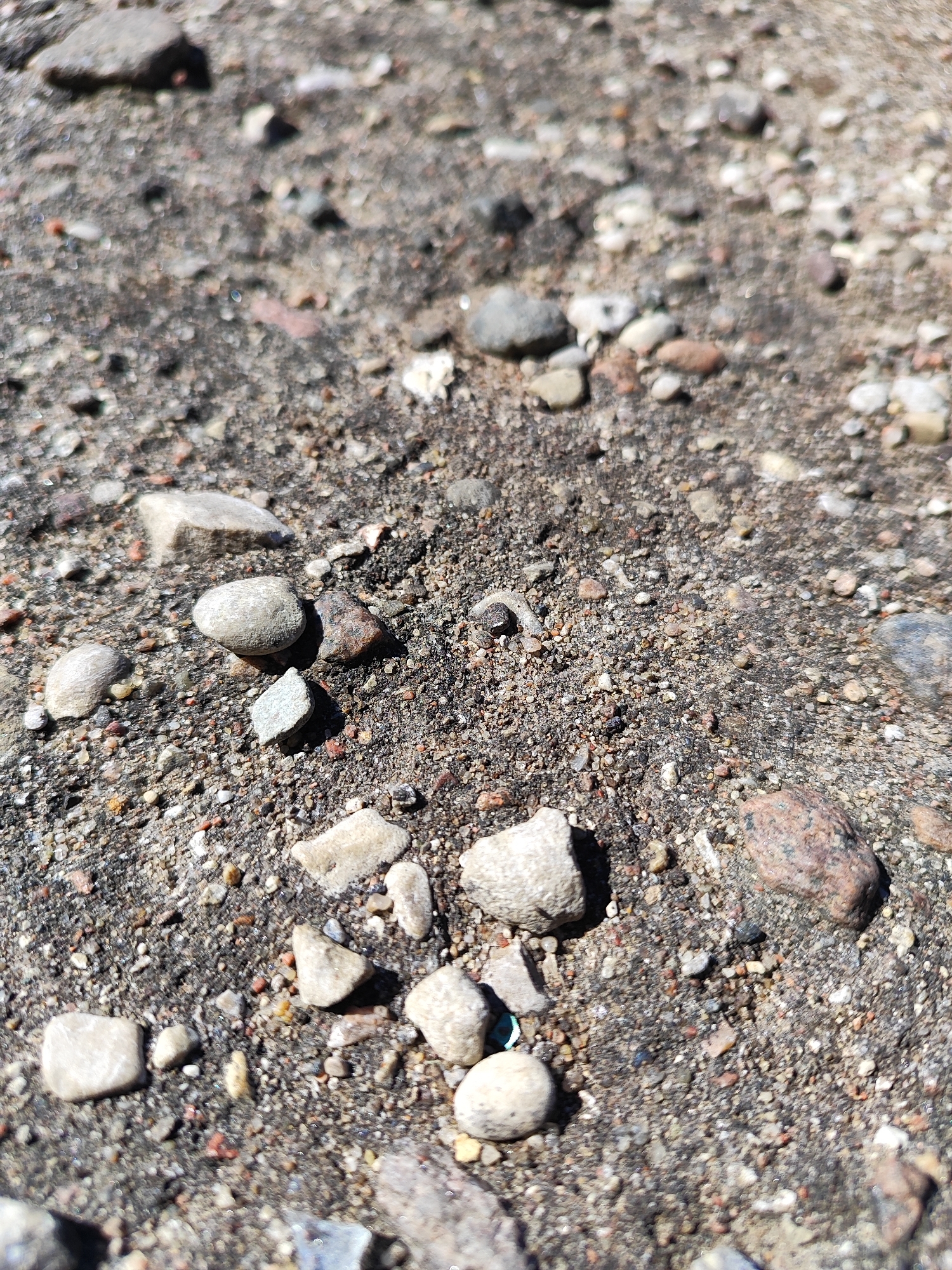 The image is a close-up, eye-level view of a textured surface composed of dark grey gravel and sand, interspersed with numerous small, rounded pebbles and larger, irregular stones. The stones vary in color, with shades of light grey, tan, and some reddish-brown. The surface appears to be outdoors, possibly a pathway or ground cover, under bright sunlight which casts distinct shadows from the stones. The overall impression is of a natural or semi-natural ground surface, consistent with many outdoor areas.
Without further information or context from the image itself, it is impossible to determine a specific location within the city of Hrodna, Belarus. The scene is generic and could be found in numerous locations with similar ground composition.