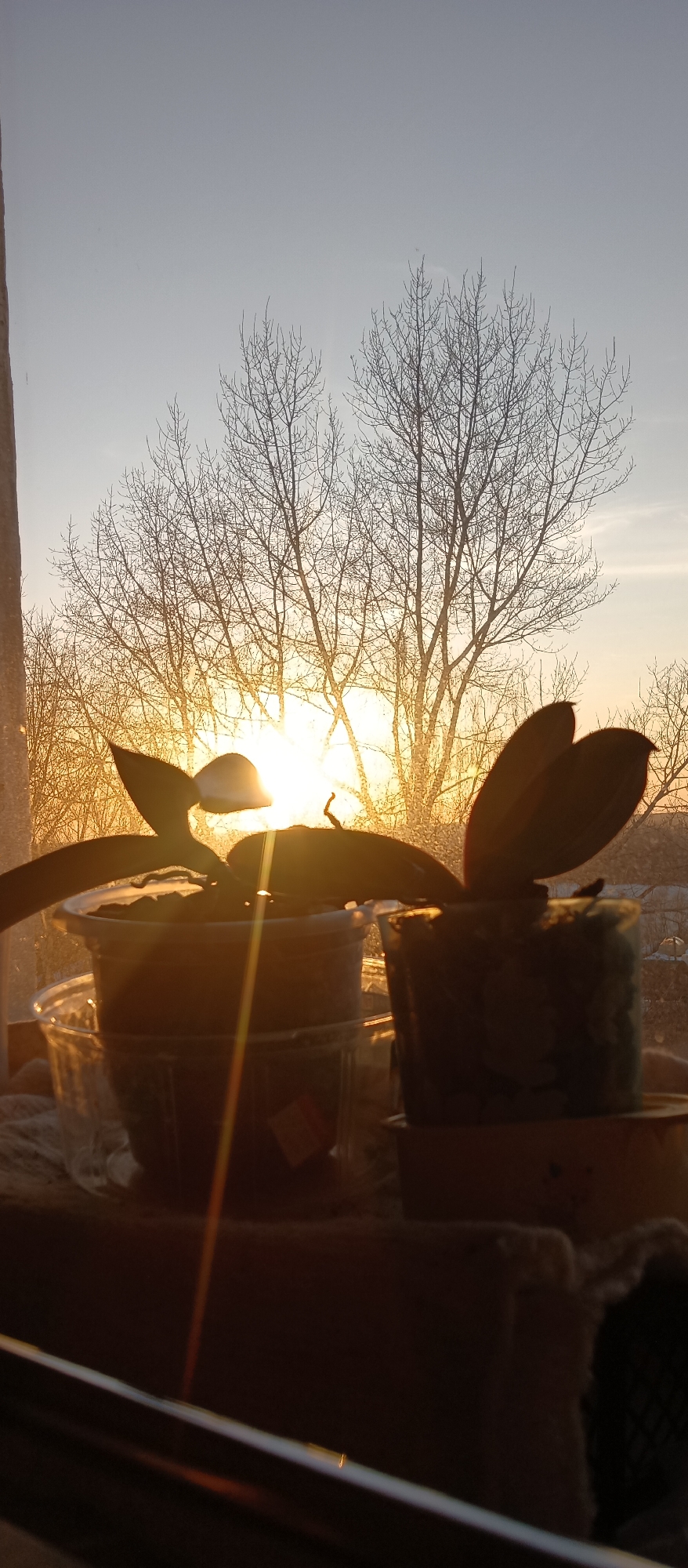 The image depicts two potted plants silhouetted against a bright sunrise seen through a window. The trees outside the window are bare. The pots are sitting on what appears to be a windowsill. The location is unknown.