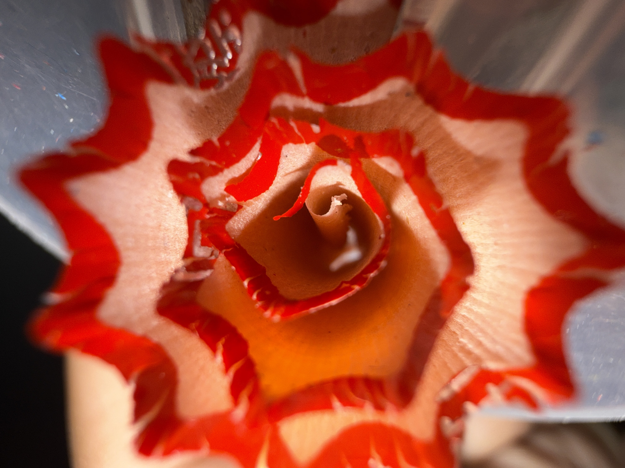The image is a close-up, macro photograph of a pencil shaving, shaped and curled to resemble a flower. The shaving is predominantly a pale, peachy-pink color, with vibrant red edges that create a petal-like appearance. The red pigment is applied in a decorative manner, accentuating the natural spiral of the shaving. The lighting suggests an indoor setting, possibly a studio, with the background blurred and dark, drawing all attention to the intricate details of the pencil shaving. The overall impression is one of delicate artistry and precise execution. There is no discernible connection to Lhokseumawe, Indonesia, as the image depicts an abstract object and does not contain any environmental or contextual clues related to any specific geographical location.