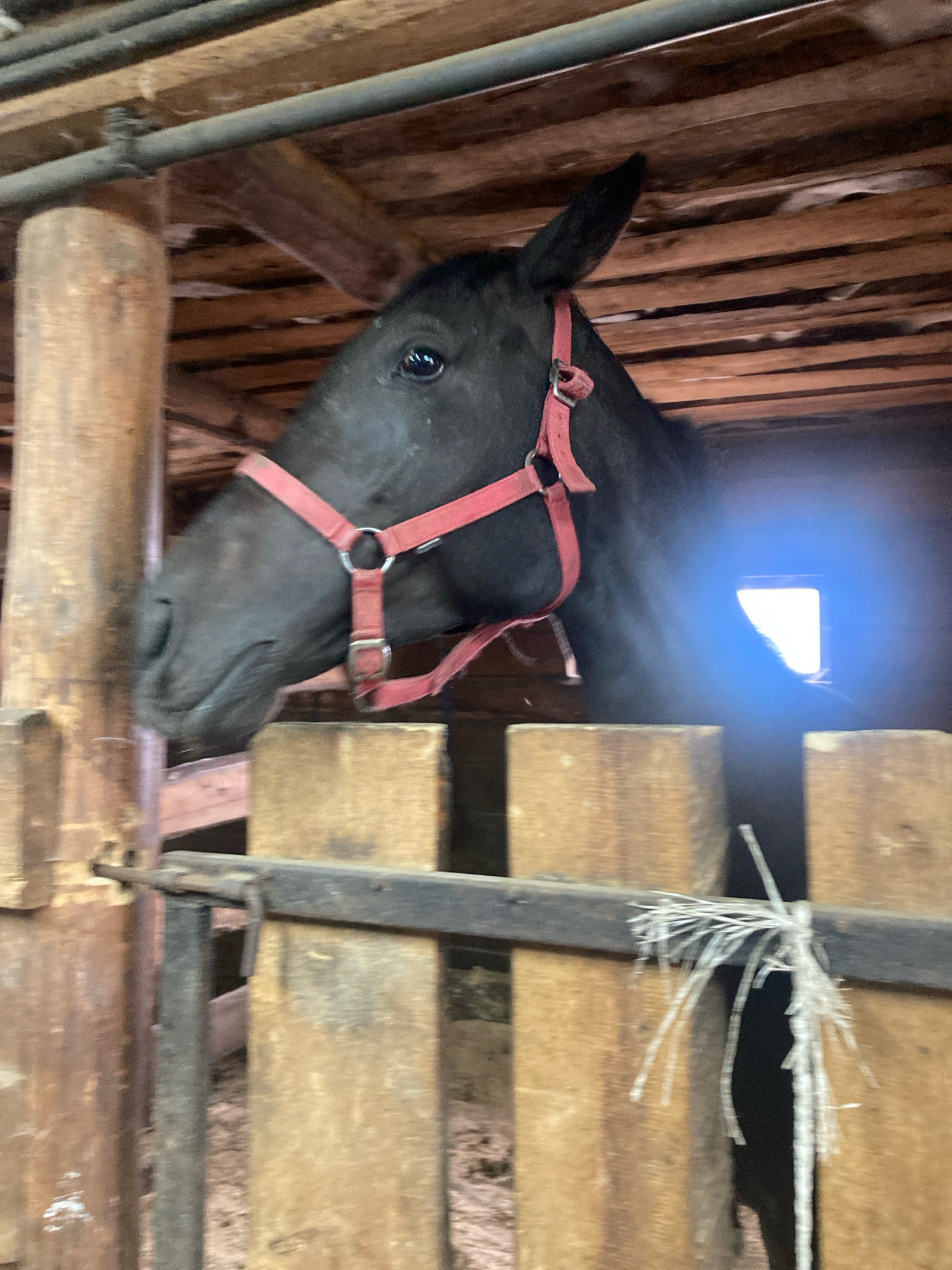 An indoor shot shows a black horse in a stall. The horse is wearing a red halter and is looking towards the left. Behind the horse, there is a wooden structure that appears to be a barn or stable. There is a window with a bright light coming from it, casting a blue glow on the horse. The stall has wooden posts and railings. The ceiling is made of wooden planks. The floor appears to be covered in sawdust. The image was taken in a rural area.