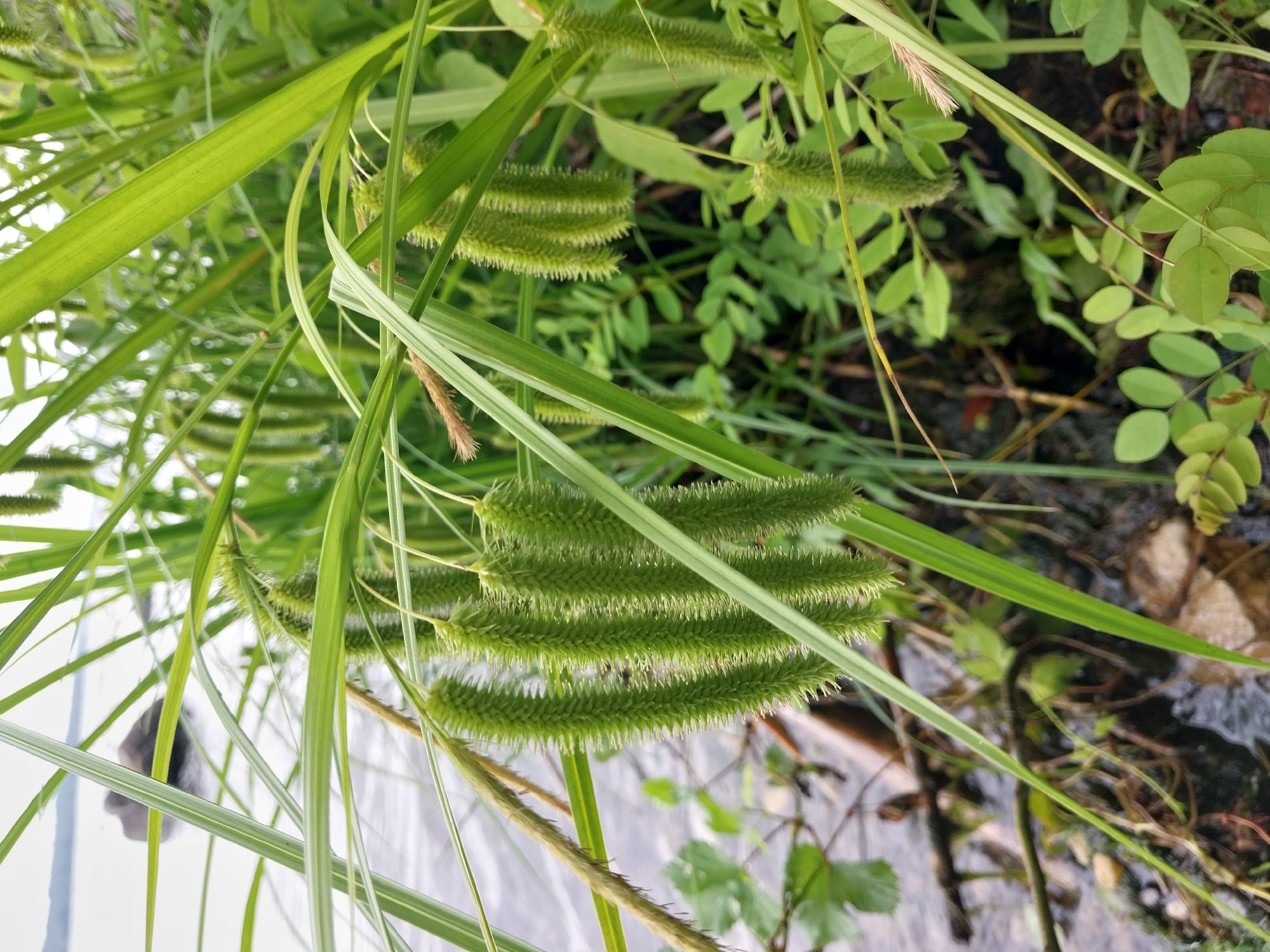 In Stari Kodaky, Ukraine, an outdoor, close-up shot focuses on several spiky, green seed heads of a grass-like plant. The seed heads are cylindrical and hang downwards, covered in small, sharp projections, resembling small green pinecones. Long, slender green leaves of the same plant form a backdrop, with some leaves crossing in front of the seed heads. In the background, out of focus, is a body of water, possibly a river or lake, with a blurred shore of mud, rocks, and some darker vegetation. The overall scene is dominated by shades of green and the muted tones of the natural environment.