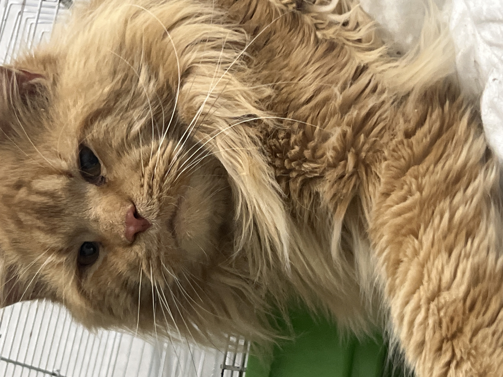 A close-up, vertical shot shows the face and upper body of a long-haired, orange cat. The cat is lying down, with its head tilted to the left and its body partially obscured by its fur. The cat's fur is a warm, sandy orange color with lighter highlights. Its eyes are dark and appear to be looking slightly upwards and to the left. The cat's nose is a pinkish-brown color. Long, white whiskers extend outwards from its muzzle.
The cat is in what appears to be a cage, with thin white bars visible in the lower left and lower edges of the image. Behind the cat, a bright green surface is visible, suggesting the bottom of the cage or an item within it. To the right of the cat, a crumpled white fabric is visible, possibly bedding or part of the cage environment.
The lighting is soft, and the time of day and weather are not discernible. The cat's expression is neutral, with a slight hint of weariness. There is no visible text in the image. The overall impression is one of a domestic animal in its living space.