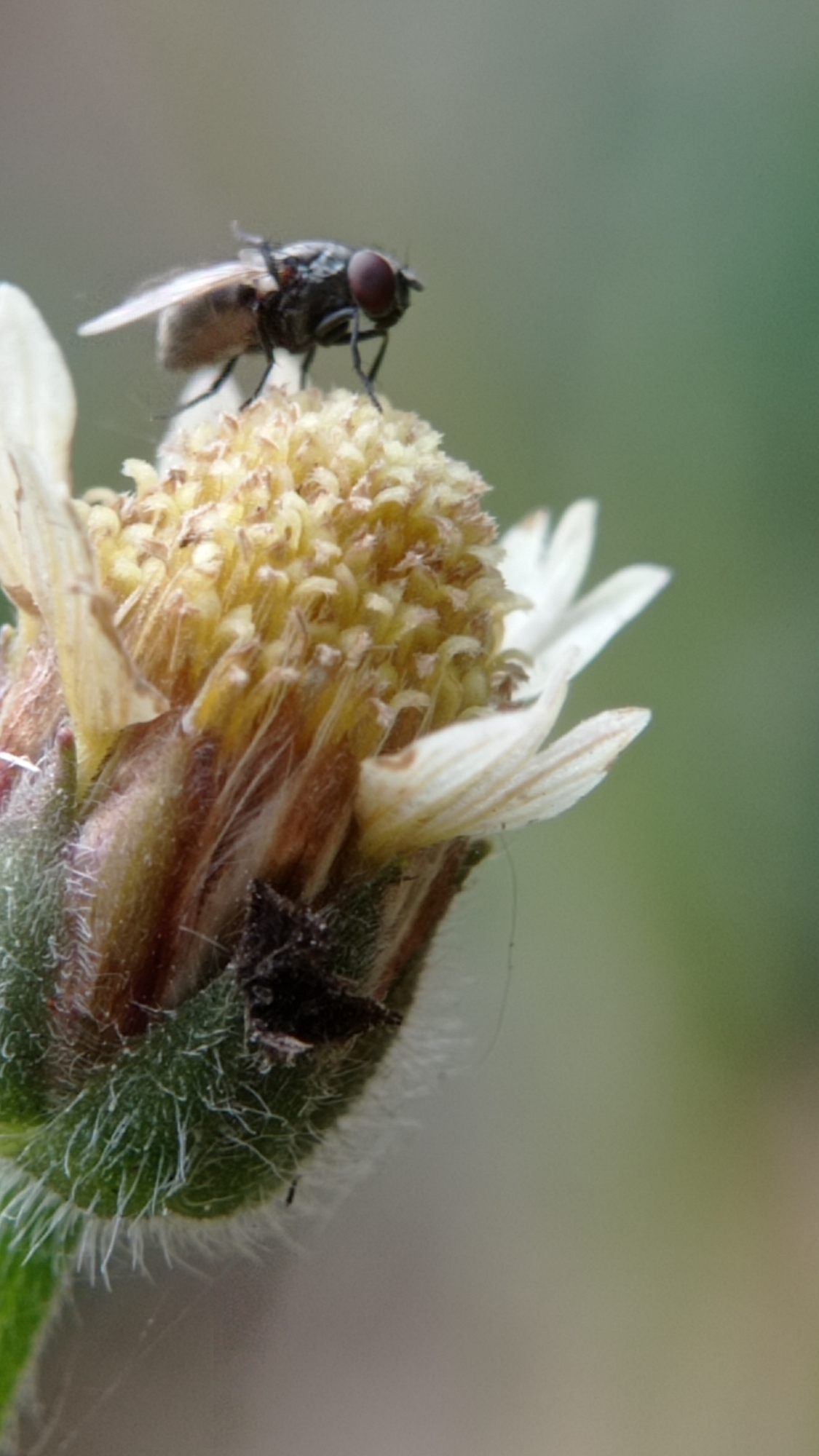 A close-up, vertical shot captures a fly perched atop a small, fuzzy white and yellow flower. The fly, with its dark body and red eyes, is positioned on the flower's center, which is a cluster of yellow stamens. The flower's white petals extend outwards. The background is softly blurred, showcasing a greenish hue, suggesting an outdoor natural environment. The image was taken in the city of Bedali, Indonesia.