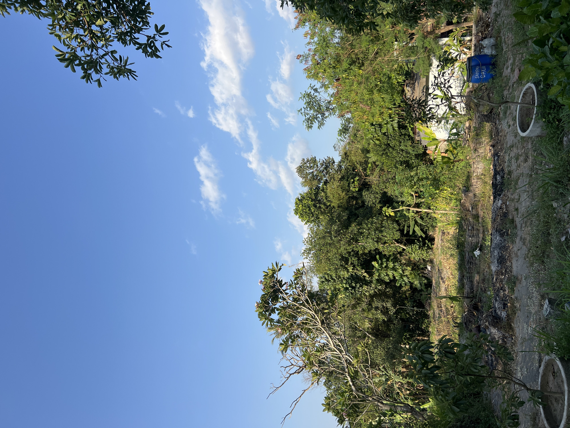This image depicts a serene outdoor scene in Tlogoadi, Indonesia, characterized by lush vegetation under a clear blue sky with scattered white clouds. In the foreground, there is a small, potted tree. Further into the scene, a patch of cleared land is visible, with scattered debris and a blue barrel labeled "SAMPAH DAUN" (leaf waste). Beyond this area, a dense arrangement of trees and foliage dominates the landscape, with a glimpse of a white structure peeking through the greenery. The overall impression is one of a tranquil, natural setting with signs of human presence and activity.