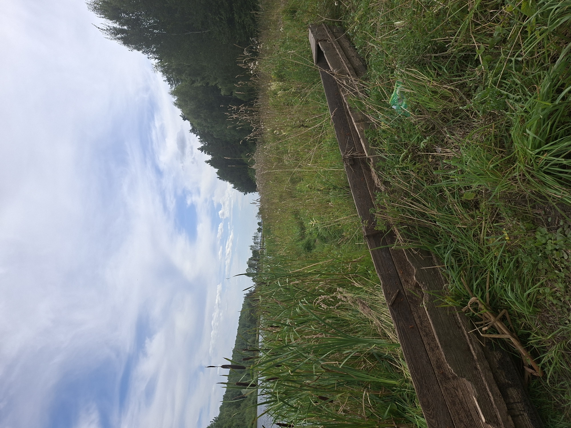The image depicts a rural, outdoor scene beside a body of water, likely a lake or river, in the vicinity of Таўкачоўскі сельскі Савет, Belarus. In the foreground, a long, weathered wooden trough lies diagonally across a grassy embankment. The trough appears aged and worn, suggesting it has been in place for some time. The surrounding area is covered in lush green grass and tall reeds, with some dried stalks interspersed. In the middle ground, to the left, dense reeds with brown, cylindrical seed heads grow alongside the water's edge. The water itself is visible as a dark expanse reflecting the sky. Beyond the water, a line of deciduous trees forms a dense forest stretching across the horizon. The sky above is a bright blue with scattered, wispy white clouds, illuminated by sunlight. There are no people or animals visible in the frame. A small piece of green plastic debris is visible in the grass near the trough. The overall impression is one of a serene, natural landscape, perhaps a quiet spot by a rural waterway.