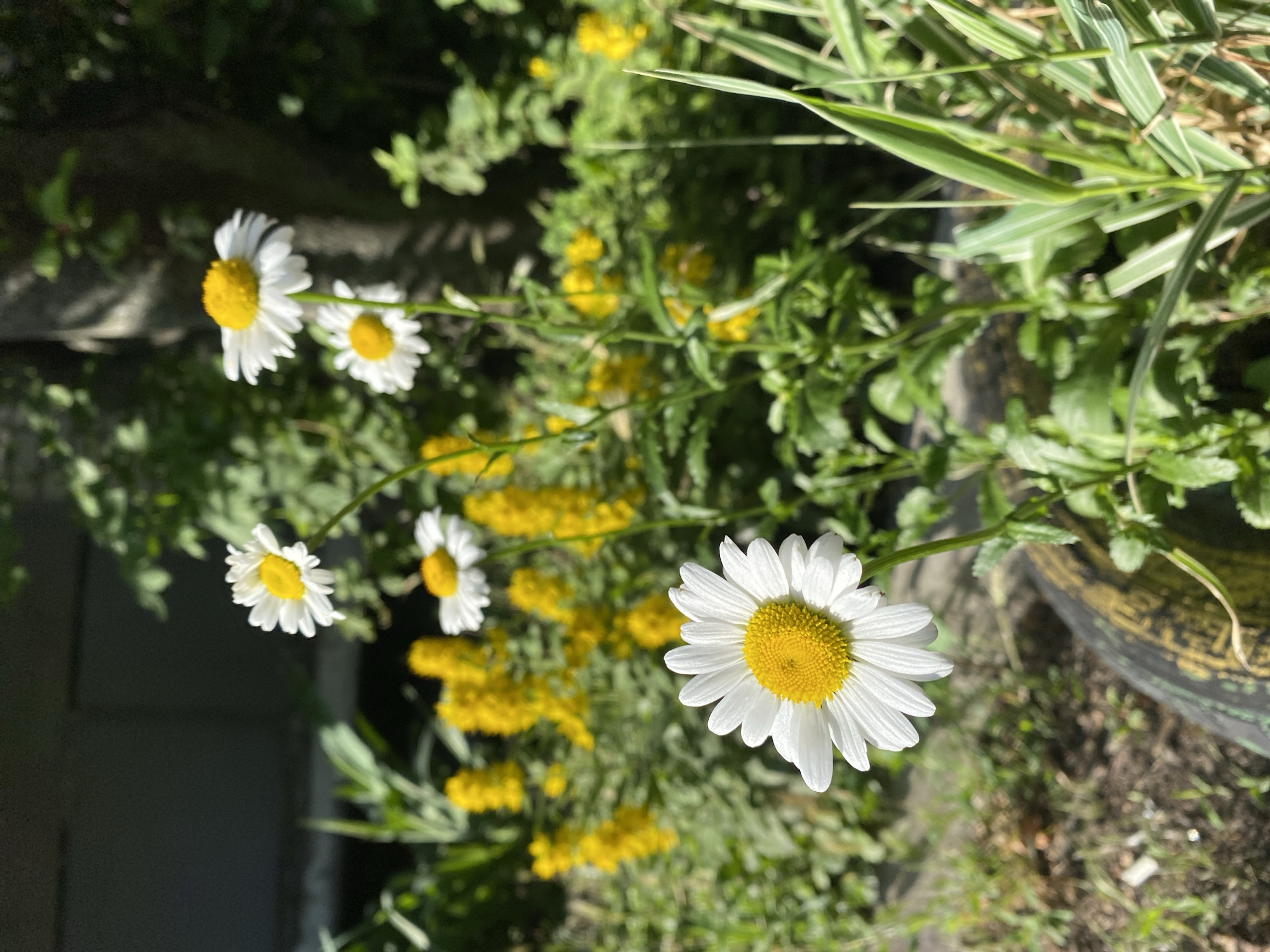 An outdoor, eye-level, medium shot captures a cluster of white daisies with yellow centers blooming in a garden on a sunny day. The foreground features a large, dark-colored object, possibly a tire, partially visible and covered in dirt and moss. To the left and center of the image, a daisy is in sharp focus, with its petals radiating from a textured yellow disc. Behind it, other daisies and yellow flowers, out of focus, create a blurred background. Green foliage and the trunk of a tree, dappled with sunlight, complete the natural setting. The overall scene depicts a vibrant garden in bloom.