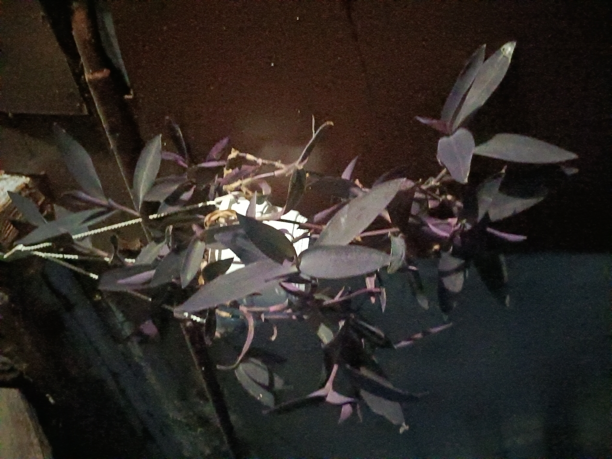 The image depicts a hanging plant with purple leaves, possibly a Purple Heart plant, situated outdoors. The plant is suspended by chains from an unseen fixture, casting shadows on the dark background. The background appears to be a textured wall or surface, with some horizontal wooden elements visible. The lighting is dim, suggesting it might be evening or a shaded area. There are no people or animals visible in the frame. The scene is a close-up of the plant, emphasizing its foliage and trailing stems. The overall impression is one of a simple, natural element against a dark, somewhat rustic backdrop. There is no visible indication of the city of Litynia, Ukraine, or any specific urban environment.