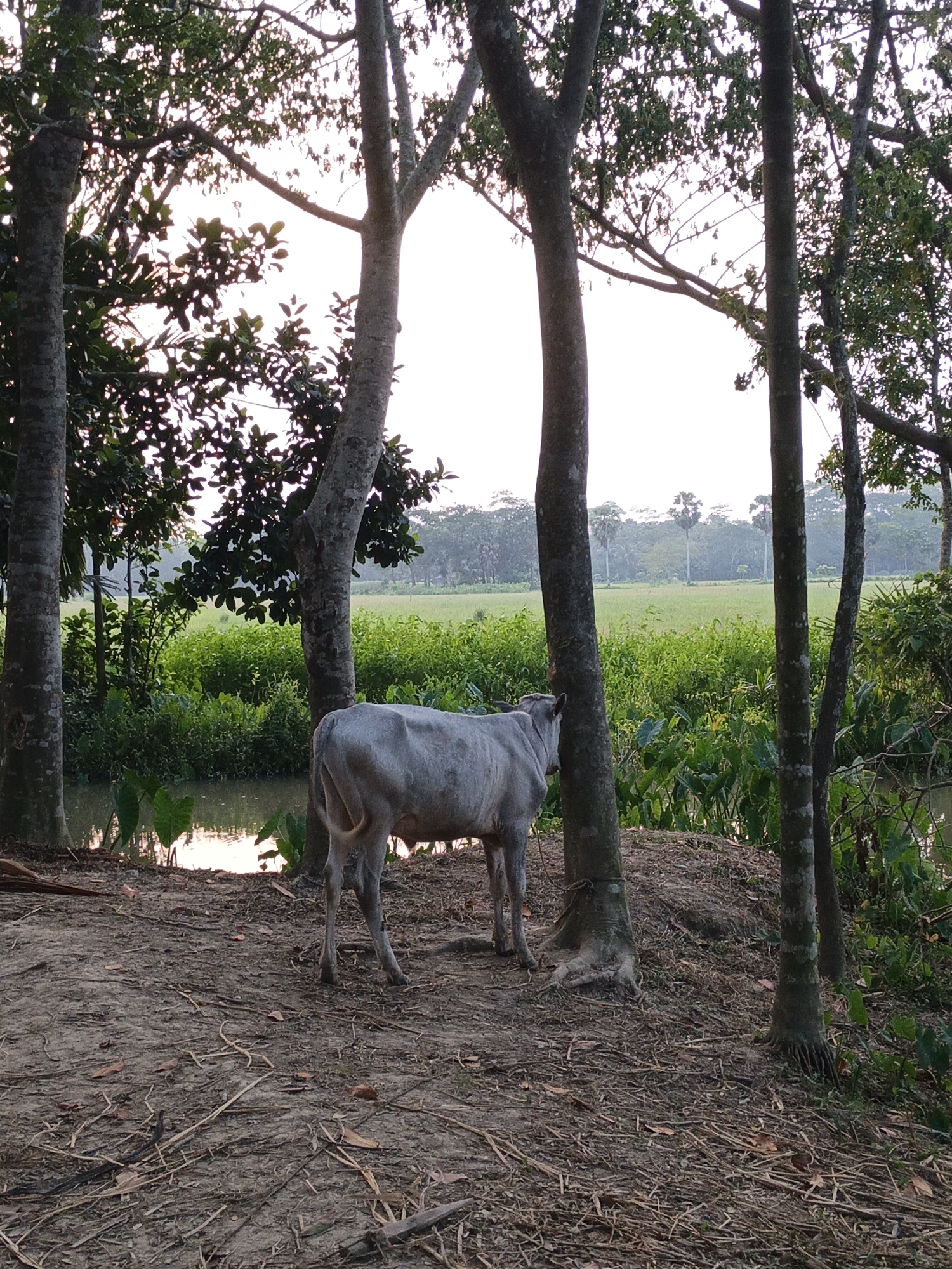 The image captures a serene rural landscape, likely during the late afternoon or early morning due to the soft, diffused light and a bright, hazy sky. The central subject is a light grey cow, positioned in the midground, standing between two prominent tree trunks. The cow faces slightly to the left, with its back to the viewer, and appears to be tethered to one of the trees.
In the immediate foreground, the ground is unpaved, covered with dry soil, scattered twigs, and fallen leaves. Several tall, slender tree trunks frame the scene, their branches with dense green foliage reaching upwards, partially obscuring the sky.
Behind the cow and the trees, a narrow body of water, possibly a pond or a slow-moving stream, is visible. The water reflects the soft light from the sky, creating bright patches. Lush green vegetation, including large-leafed plants, grows abundantly along the banks of the water body.
Further in the background, beyond the dense greenery, a wide expanse of bright green fields or crops stretches towards the horizon. A line of more distant trees forms a natural boundary, and several distinct tall palm trees stand out against the light sky. The overall setting suggests a tranquil, natural environment, possibly a village or countryside in a tropical or subtropical region. There is no visible text or identifiable human activity.