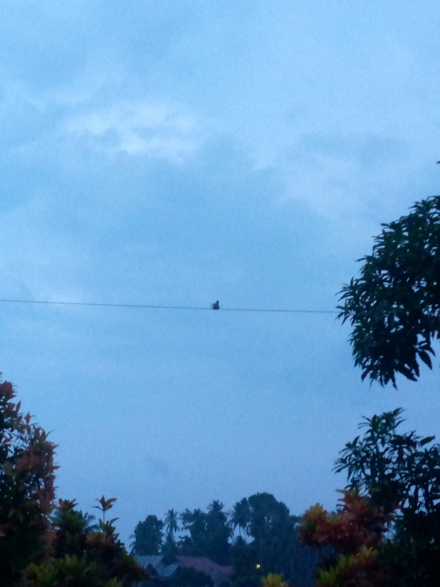 A lone bird is perched on a telephone wire against a cloudy, blue sky. The wire stretches horizontally across the frame. In the foreground and framing the bottom of the image are the tops of trees and foliage, with some leaves showing reddish-brown hues. In the distance, silhouetted against the sky and obscured by trees, are the rooftops of buildings. The overall impression is that of a quiet, possibly overcast, late afternoon or early morning scene in a semi-rural or suburban area. The location is Kutaglumpang, Indonesia.