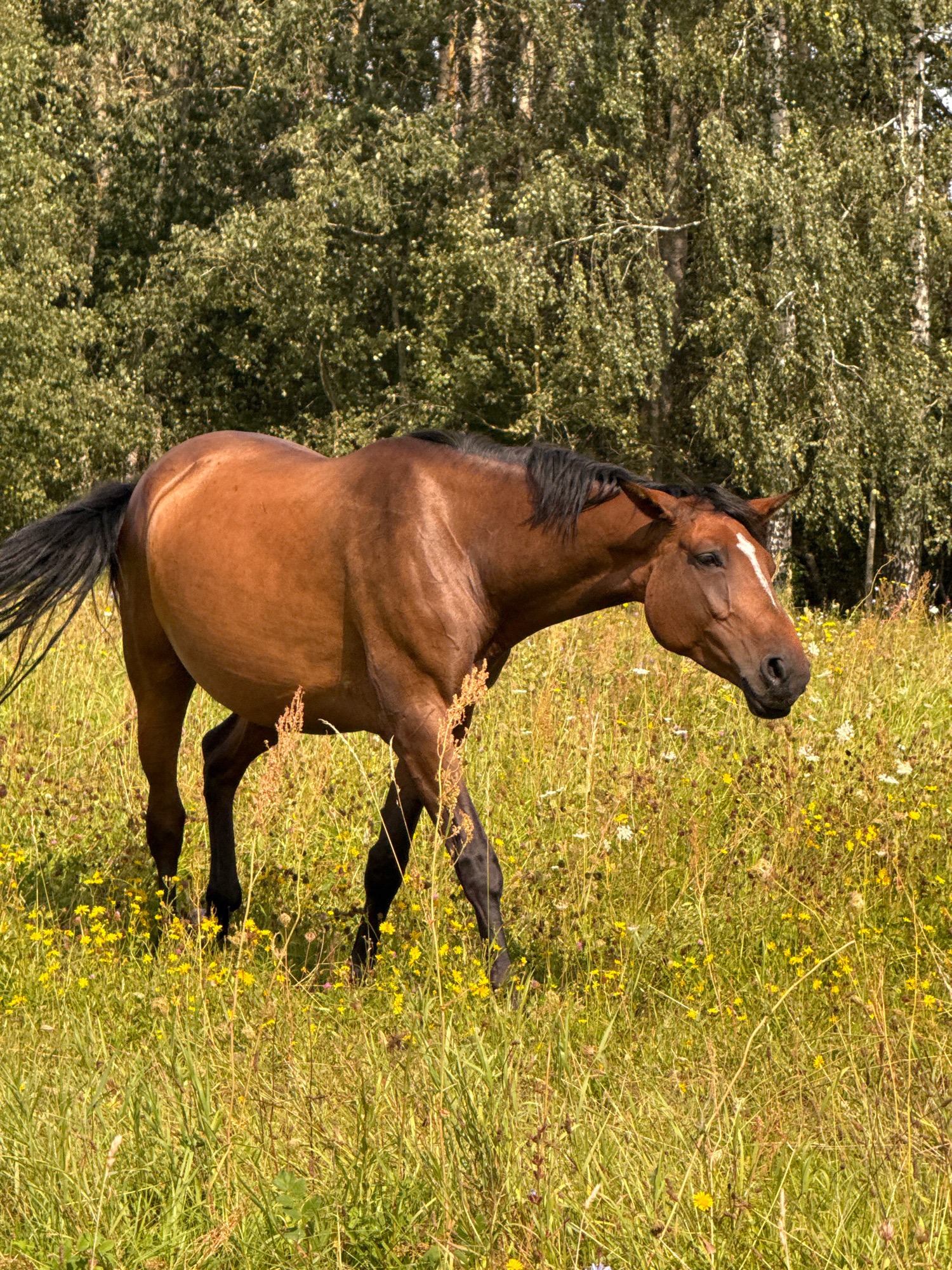 A brown horse with a black mane and tail walks through a field of tall grass and yellow wildflowers. The horse is in the center of the frame, facing right with its head lowered. Behind the horse is a dense forest of green trees. The lighting suggests a sunny day. The scene appears to be in a natural, rural setting, possibly in or around the village of Galinė, Lithuania.