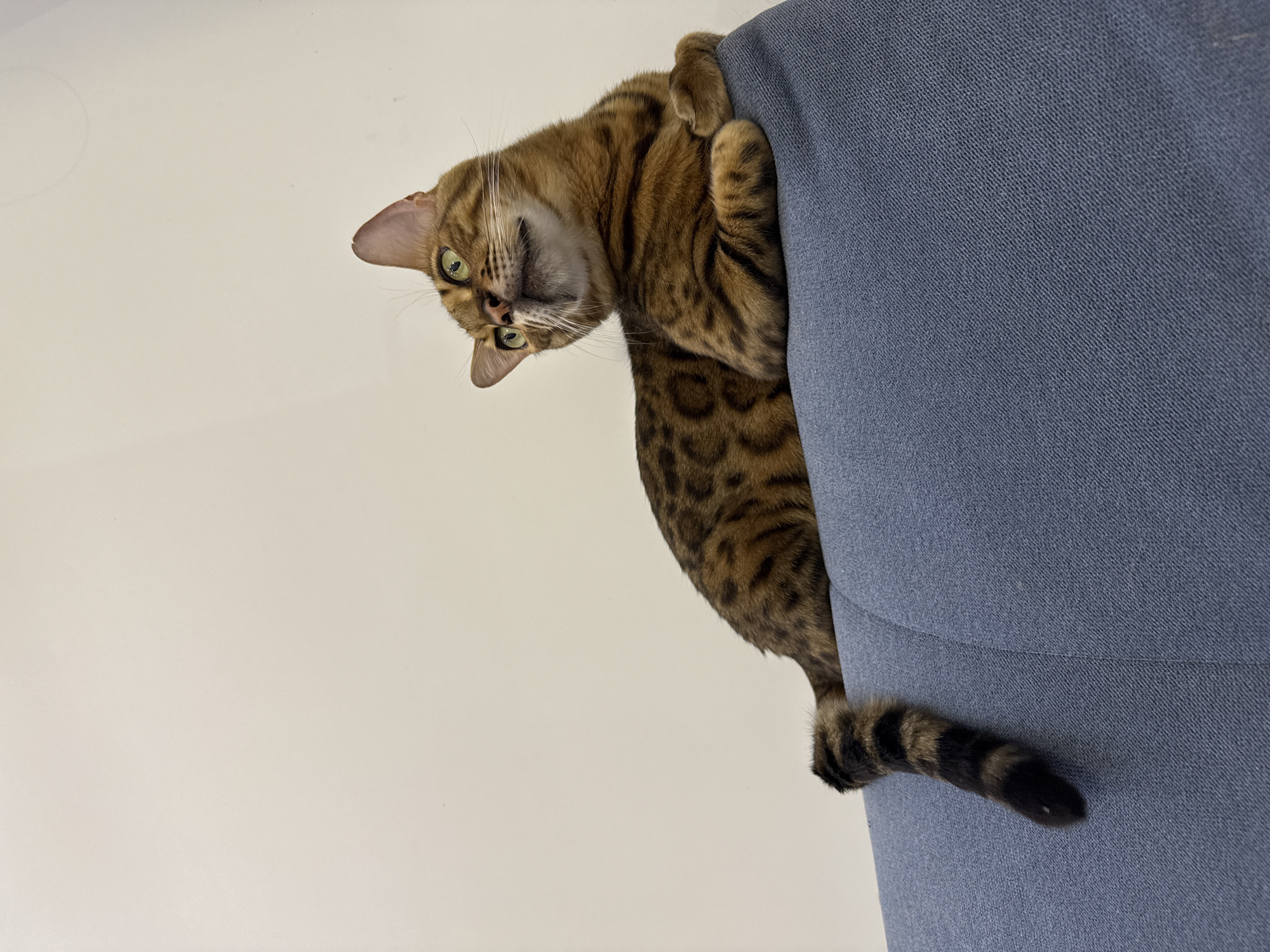 A Bengal cat is lying on a blue couch. The cat has brown fur with black spots and stripes, and green eyes. Its front paws are tucked under its chest, and its tail hangs down the side of the couch. The cat is looking up and to the right with its mouth slightly open. The background is a plain, light-colored wall. The image appears to be taken indoors. There is no information about the location in Sochi, Russia.