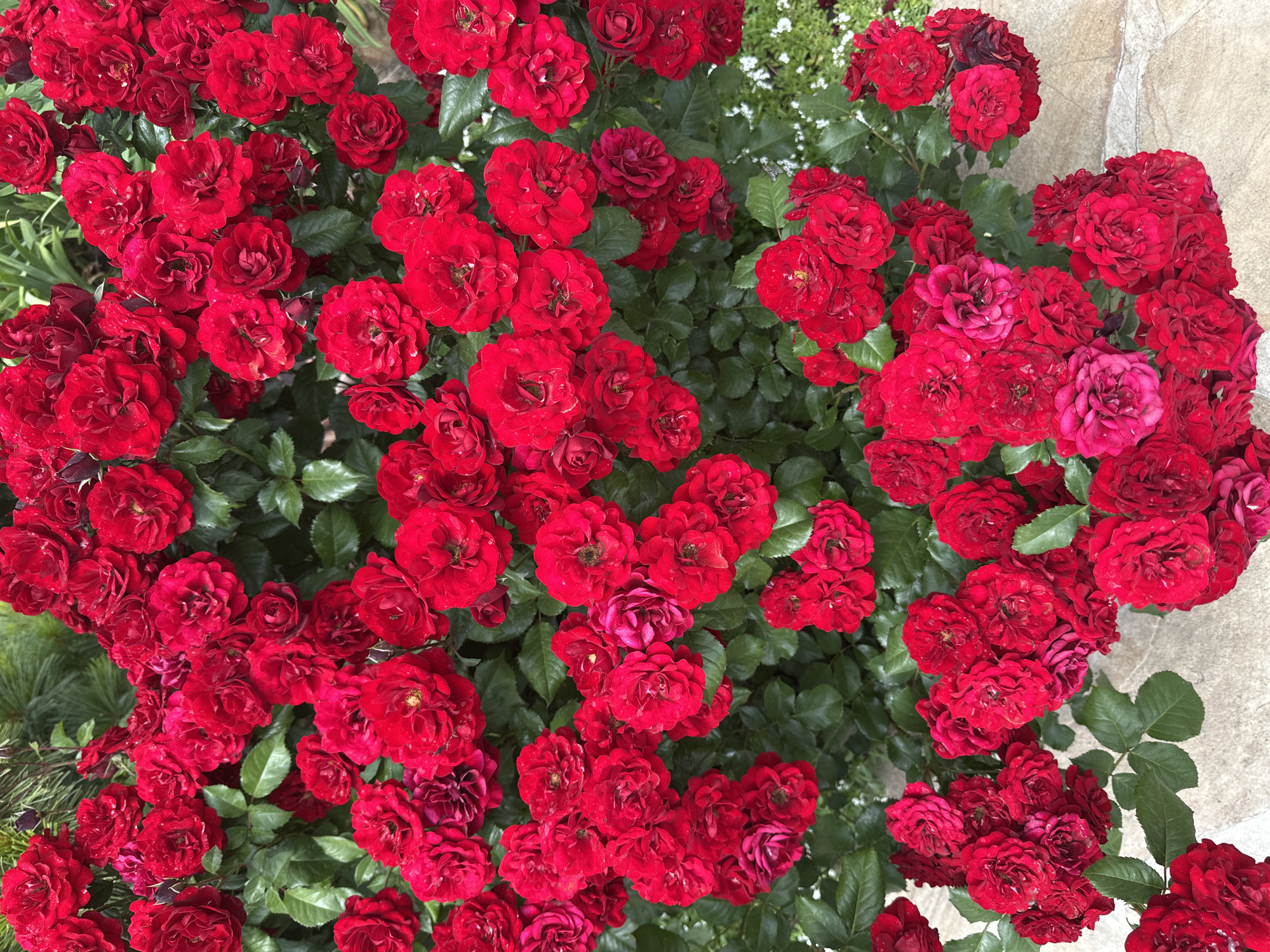 The media file is a close-up, overhead shot of a dense cluster of bright red roses. The roses are in full bloom, with many layers of delicate petals. Some of the roses are fully open, revealing their centers, while others are still in bud. The leaves are a deep green and provide a lush backdrop to the vibrant red of the flowers. The overall impression is one of abundance and natural beauty.
There are no people or animals visible in the image. The setting appears to be an outdoor garden, with some lighter-colored stones visible in the upper right and lower right corners, suggesting a pathway or wall. The lighting suggests it could be daytime, possibly with some overcast conditions as there are no harsh shadows. The image evokes feelings of romance, passion, and natural splendor. There is no visible text in the media file.
