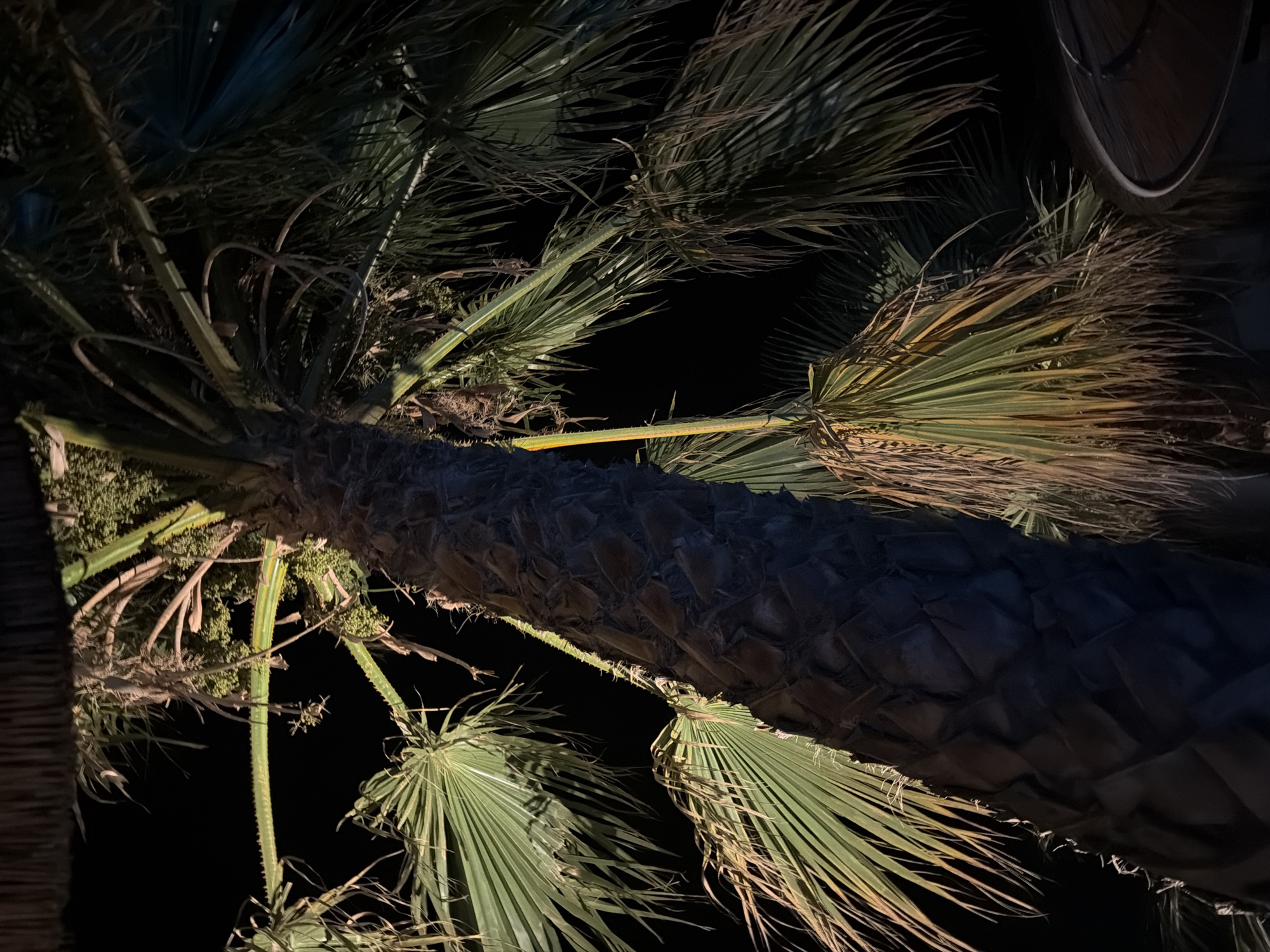 The image depicts a close-up, low-angle view of a palm tree trunk and fronds at night, illuminated by artificial lighting. The trunk is thick and textured, with a pattern of diamond-shaped segments. Green fronds, some appearing dried or yellowish, fan out from the top of the trunk, against a black background. The lighting casts shadows and highlights on the foliage. The scene appears to be outdoors, possibly in a tropical or Mediterranean setting. There is no indication of the specific location within Vigklapia, Greece, other than it being a place where such a palm tree exists at night with artificial illumination. No people or animals are visible.