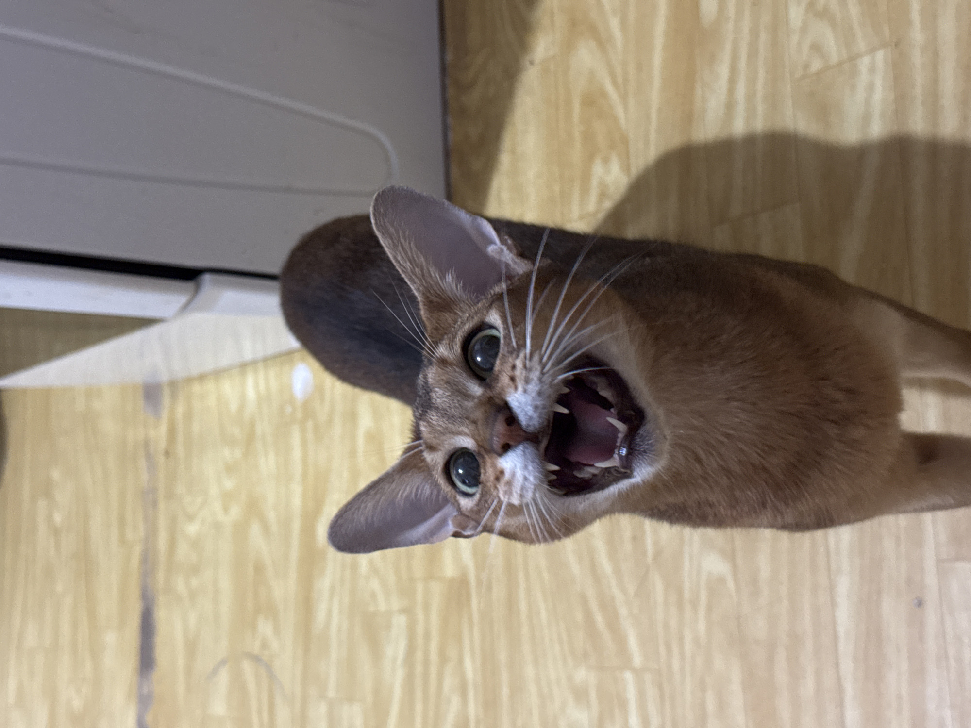 A close-up, top-down shot shows an Abyssinian cat with wide-open eyes and mouth, appearing to meow or vocalize loudly. The cat's ears are large and erect, and its whiskers are prominent. Its fur is a reddish-brown ticked pattern. The background consists of a light-colored wooden floor. The image does not provide any information or context related to the city of Chaikovsky, Russia.