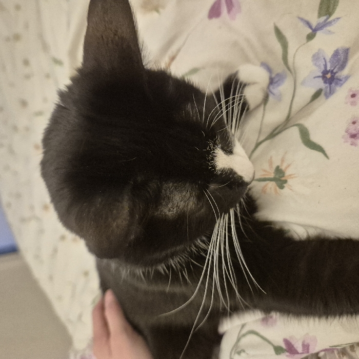 The scene depicts a domestic cat resting on a patterned bedsheet. The cat is primarily black with a white muzzle, chin, and long white whiskers. Its head is lowered, and its eyes are not visible, suggesting a relaxed posture. A light-skinned human hand is visible on the upper left, making contact with the cat's back or neck area. The bedsheet is light-colored, featuring a floral pattern with stylized purple, orange, and green elements. The specific location within Strasbourg, France, is not discernable from the visual information present in the image.