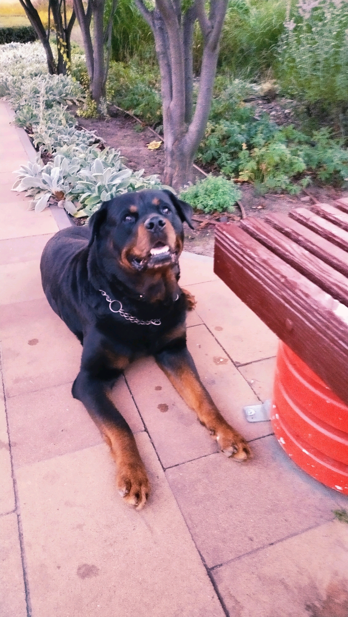 The image shows a Rottweiler dog lying on a paved patio. The dog is black and tan with a silver chain collar. It is looking up and to the left, with its mouth slightly open, revealing its teeth. In the background, there are trees, bushes, and some decorative plants. To the right of the dog, there is a wooden bench with red supports. The scene appears to be an outdoor setting, possibly a garden or park. The location in the city of Horishni Plavni, Ukraine, is not visually evident from the image.
