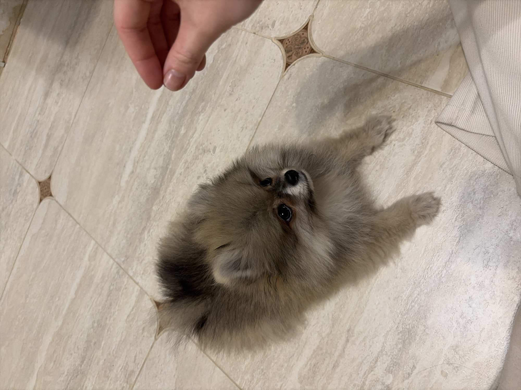 An eye-level shot captures a tender interaction between a human and a small, fluffy dog indoors. The primary subject is an adorable Pomeranian or similar toy breed, characterized by its voluminous greyish-brown fur with darker highlights, particularly around its ears and hindquarters. The dog is positioned on a light-colored tiled floor, lying down or sitting with its head slightly tilted, and its dark, bright eyes are intently fixed upwards.
In the upper left portion of the frame, a human hand with natural fingernails is visible, reaching downwards towards the dog. The fingers are gently curled, suggesting the act of offering a treat, petting, or engaging in playful interaction. The dog's focused gaze conveys an expression of anticipation and attentiveness, eager for whatever the hand holds or intends to do.
The setting is an indoor space with light beige or cream-colored square floor tiles. These tiles feature a subtle textured pattern and are arranged with distinctive dark brown, star-shaped decorative elements at their corners, adding a touch of design to the flooring. On the right side of the image, a section of light-colored fabric, possibly a curtain, blanket, or clothing item, is partially visible, resting on the floor. The lighting appears soft and even, typical of indoor illumination. There is no visible text in the image. The overall impression is one of affectionate connection and quiet interaction between a pet and its owner.