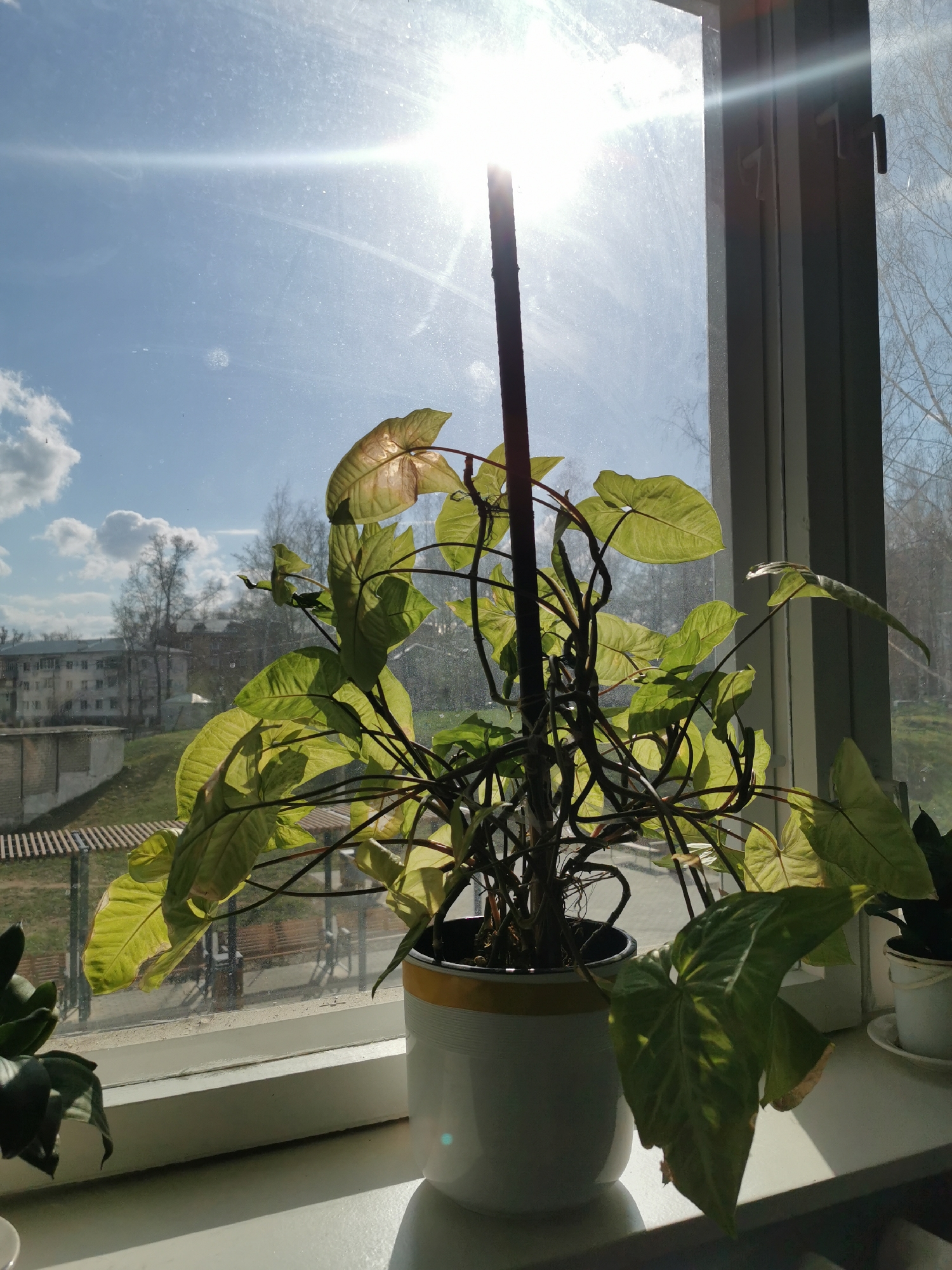 The image displays a vibrant indoor plant situated on a windowsill, backdropped by a sunlit outdoor scene. The central subject is a large houseplant, likely a Syngonium, characterized by its numerous light green, heart-shaped to arrow-shaped leaves and dark, winding stems. It is supported by a dark stake and potted in a white ceramic pot with a yellow band near the top. Another smaller, darker green plant is partially visible to the left on the windowsill.
Bright, direct sunlight streams through the window, creating a strong lens flare in the upper right quadrant and casting a glow on the plant's leaves, making them appear translucent. The window pane shows some dust and streaks.
Beyond the window, a clear blue sky with scattered white clouds is visible. The outdoor setting includes several distant multi-story residential buildings and numerous trees, most of which are bare or just beginning to sprout leaves, suggesting late winter or early spring. In the middle ground, there are structures resembling wooden pergolas or covered benches, alongside a paved or grassy area.
The scene depicts a peaceful daytime moment. The bright sun indicates it is likely late morning or early afternoon. No human activity or visible text is present in the image.