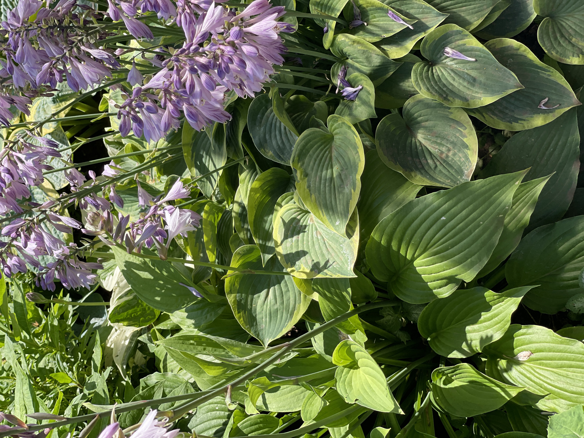 The image shows a close-up, overhead view of a cluster of hosta plants with purple flowers in bloom. The hostas have large, heart-shaped leaves, some solid green and others variegated with yellow margins. The flowers are bell-shaped and grow in racemes. The scene is lush and appears to be in a garden setting. The specific location of Tataraskaya Kargala, Russia is not visually identifiable from the image itself, as there are no discernible landmarks or human elements to provide context.