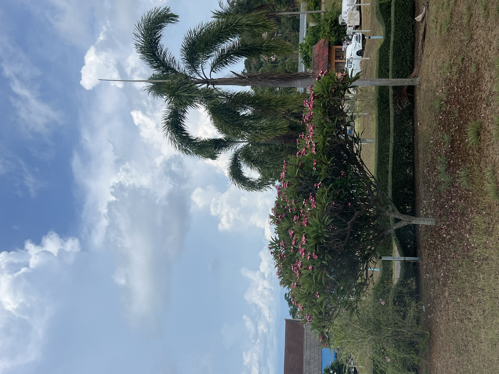 The image depicts a sunny outdoor scene in Baan Hua Thanon, Thailand. A palm tree and a flowering tree with pink blossoms dominate the foreground, set against a backdrop of a cloudy blue sky. Behind the trees, a manicured hedge separates a grassy area scattered with fallen blossoms from a parking area where several white vehicles are visible. A building with a reddish-brown roof is partially obscured by the flowering tree. No people are visible in the scene.
